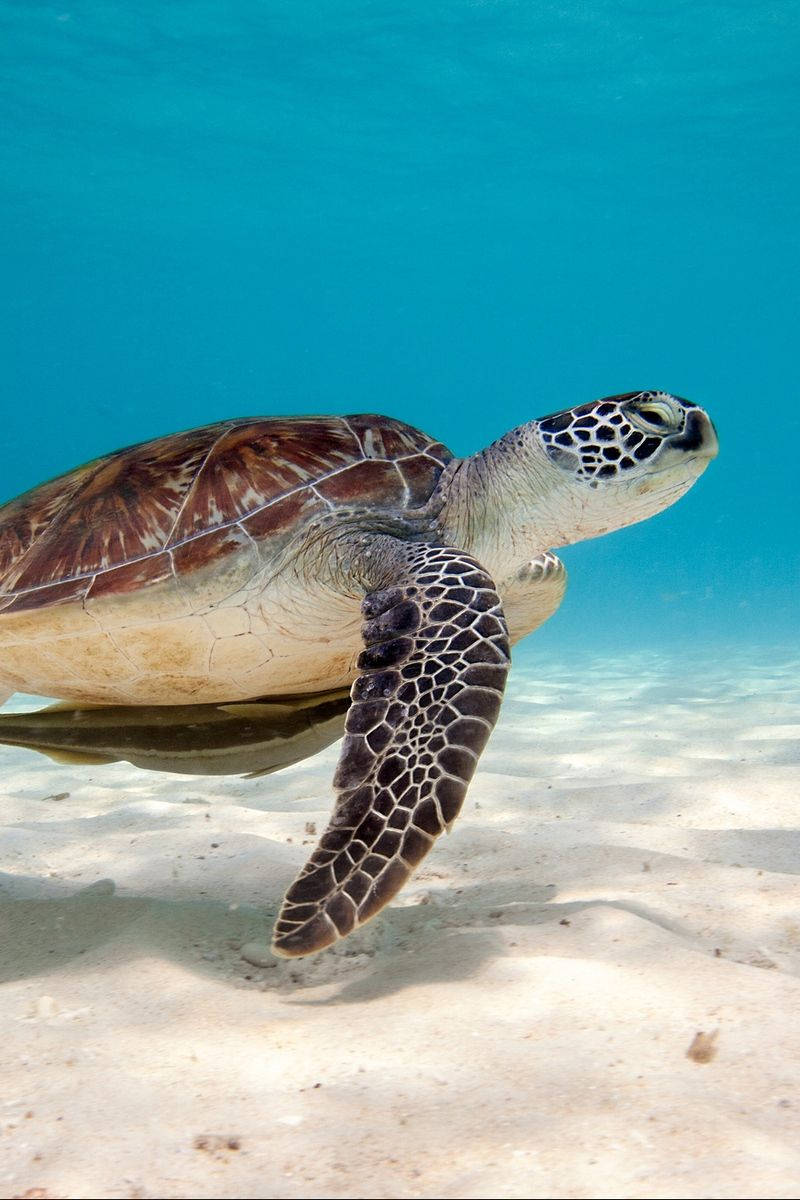 A Sea Turtle Swims Close To The Surface In Tropical Blue Waters Background