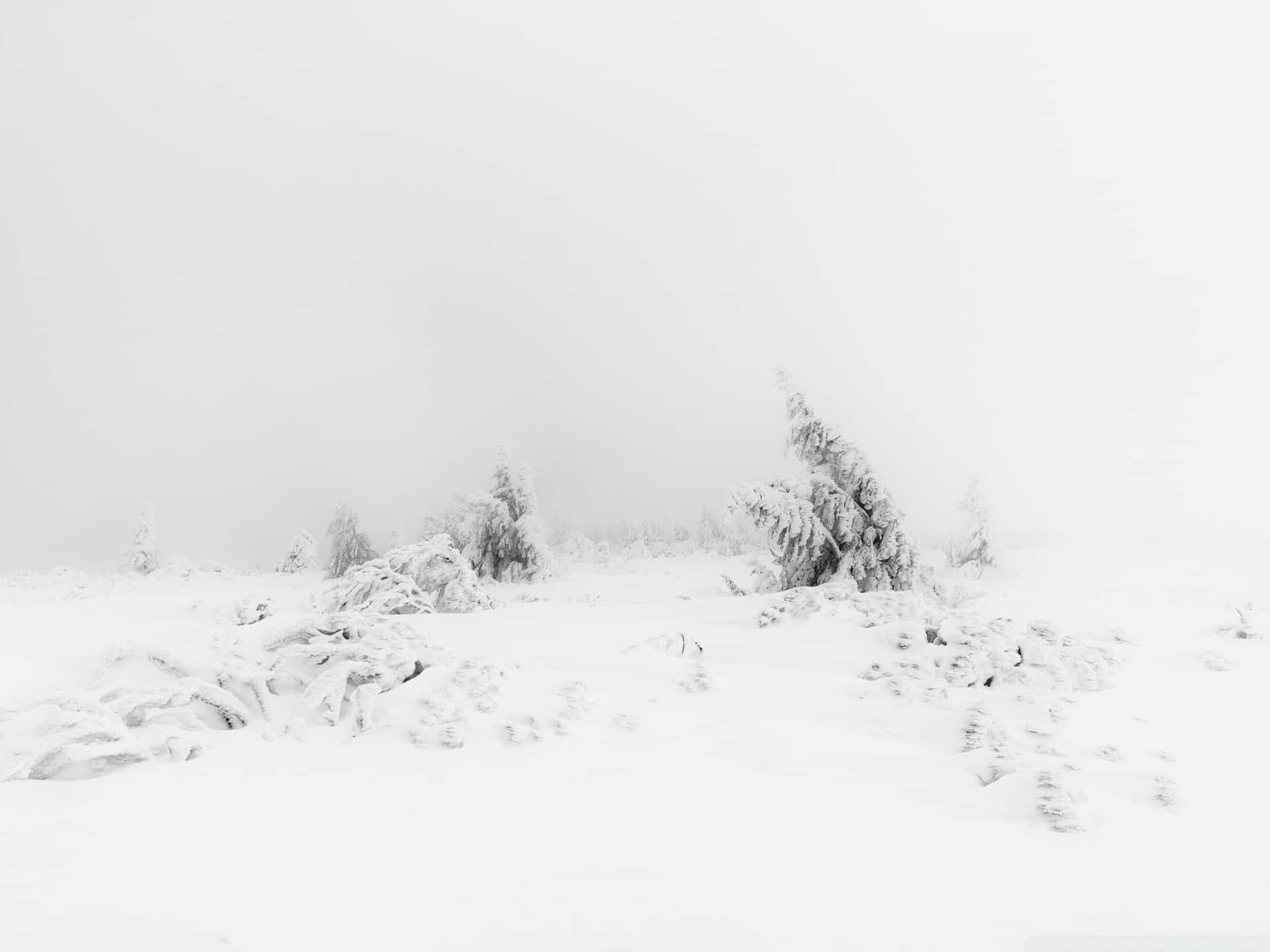 A Secluded Minimalist Winter Background