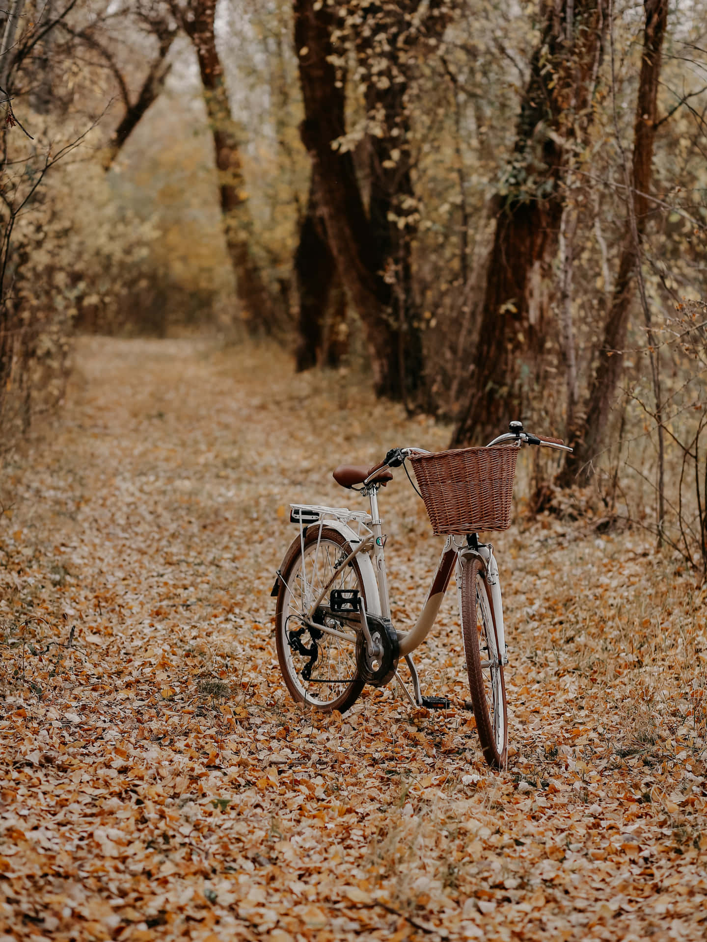 'a Serene Autumn Evening At The Countryside Of Virginia' Background