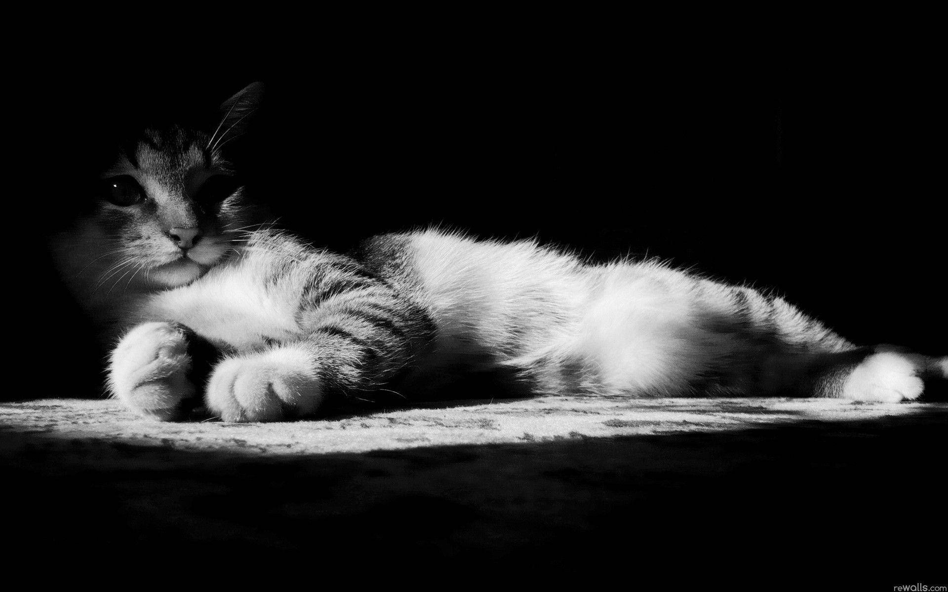 A Serene Black And White Cat Relaxing In A Cozy Environment Background