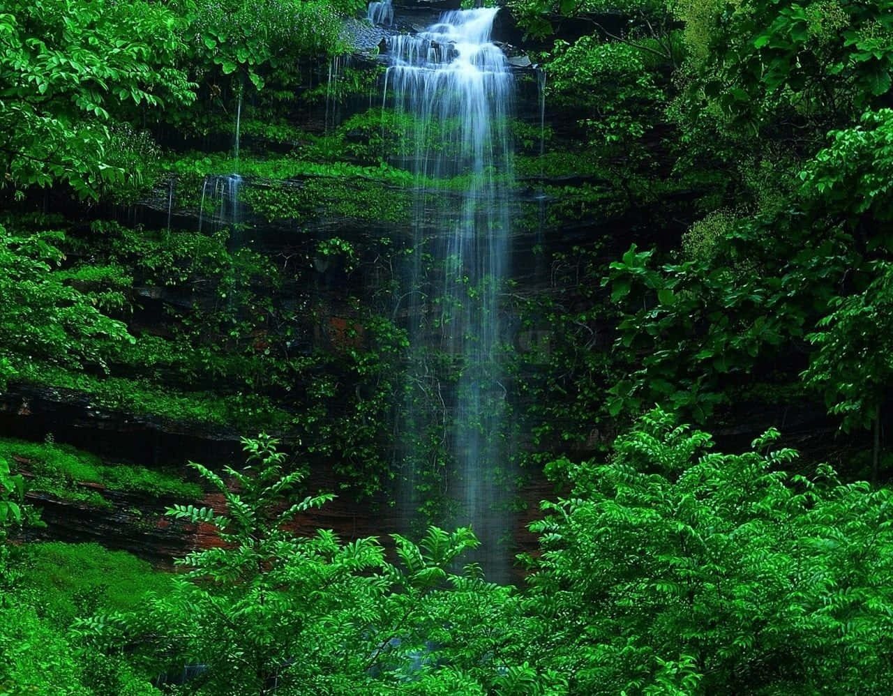 A Serene Dark Green Forest Background