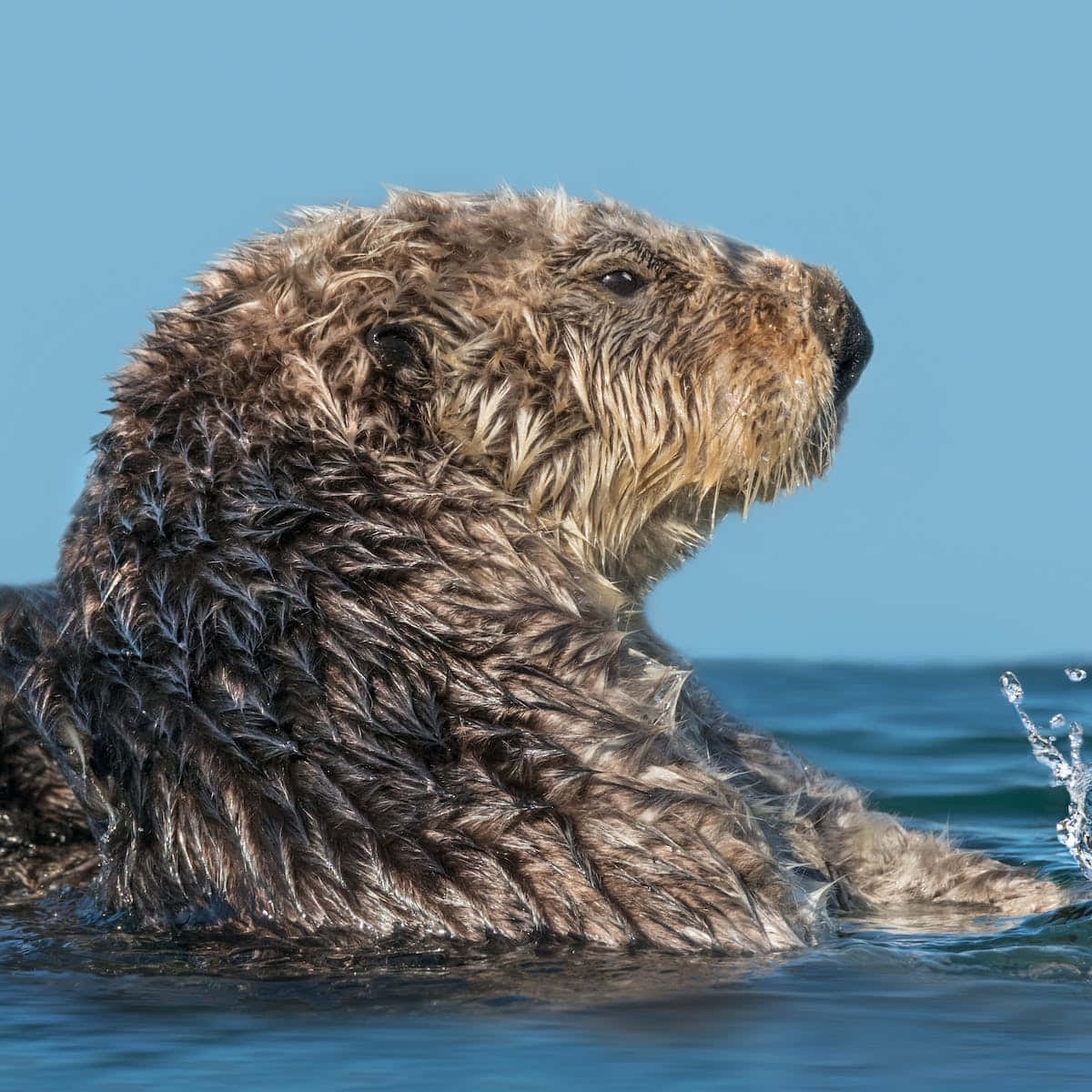A Serene Day With A Playful Sea Otter Background