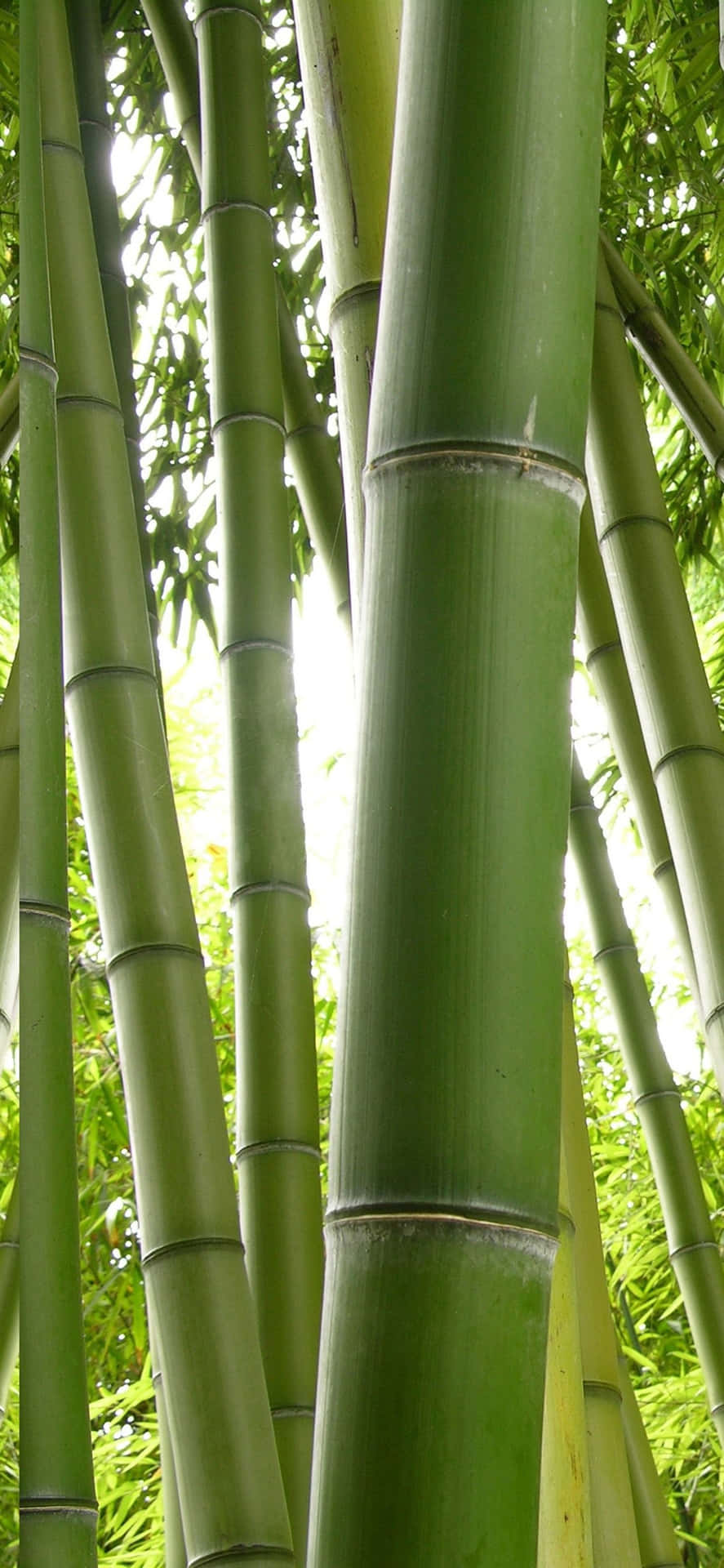 A Serene Grove Of Green Bamboo Background