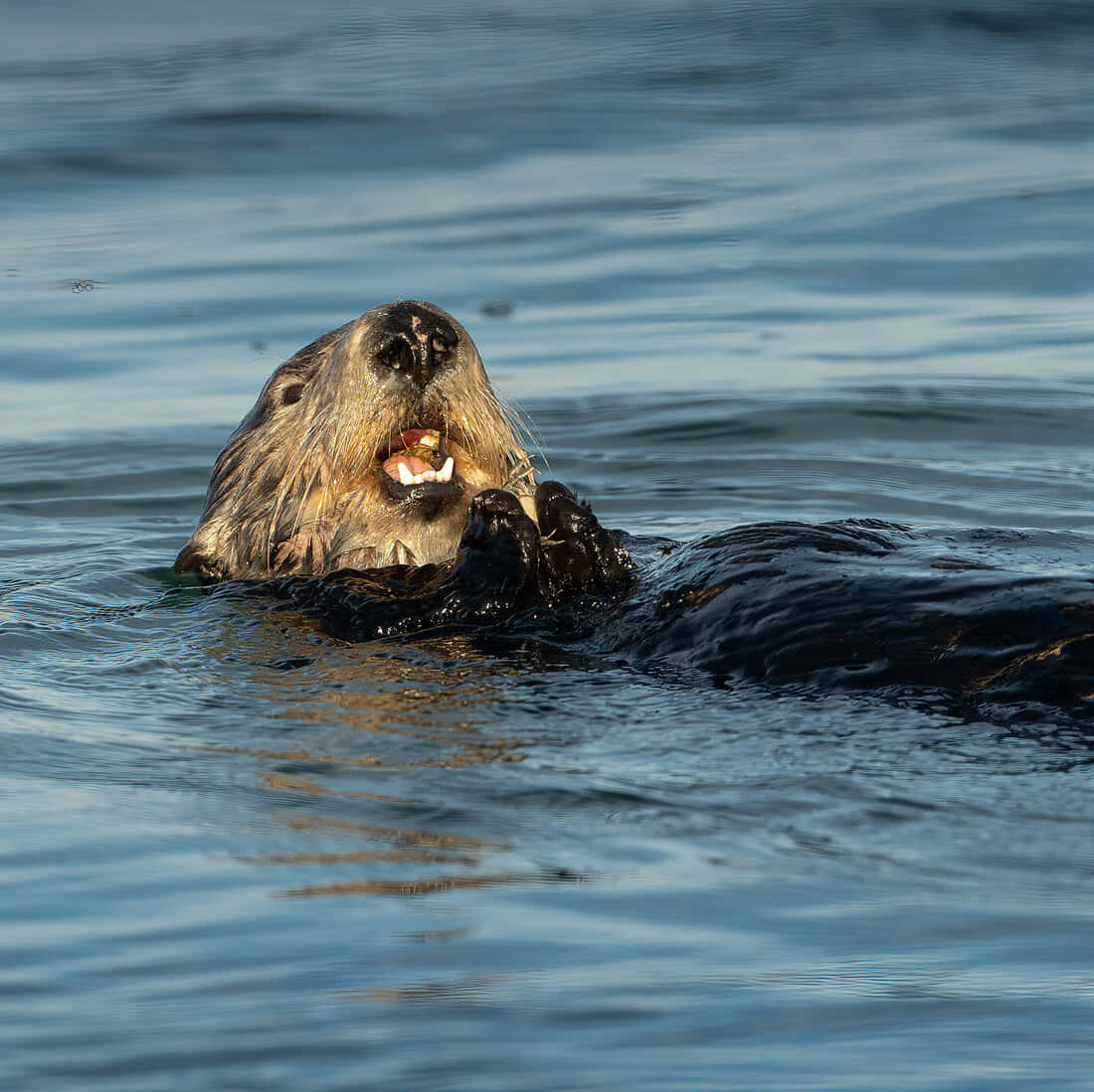 A Serene Moment Of A Sea Otter Floating In The Tranquil Waters