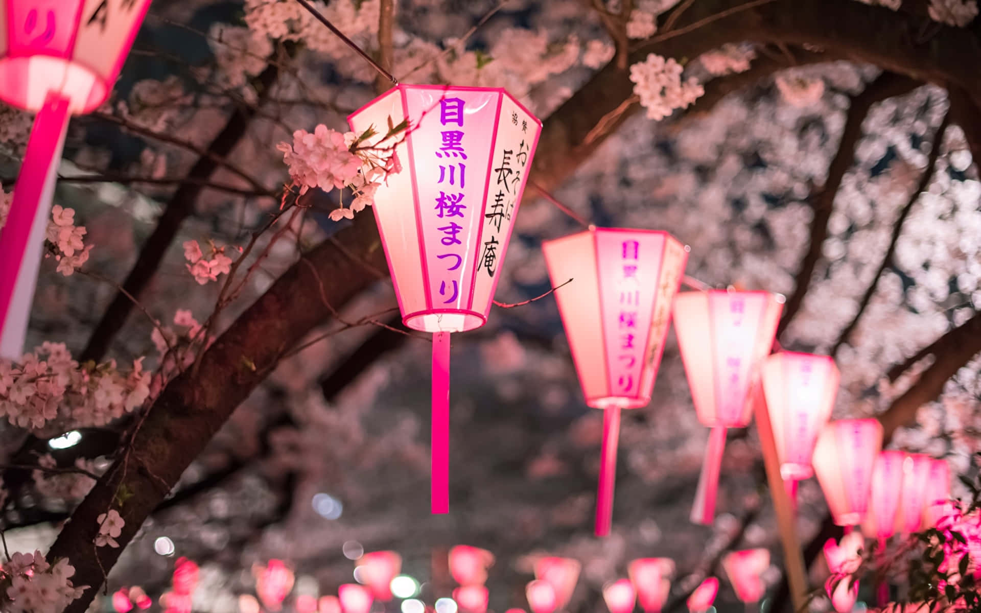 A Serene Night Sky Blooms With Cherry Blossoms Background