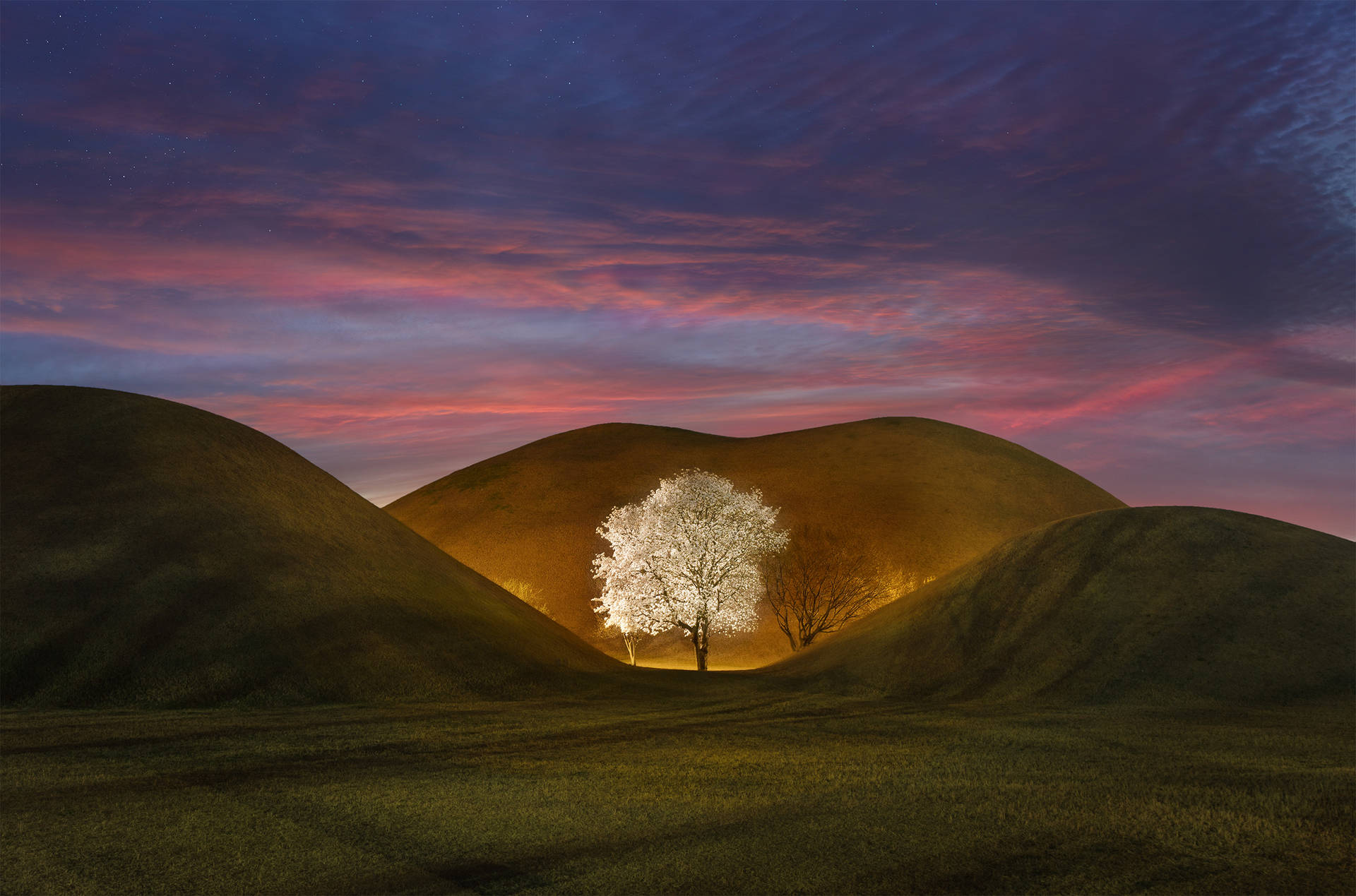 A Serene Scene At The Base Of A White Tree Background