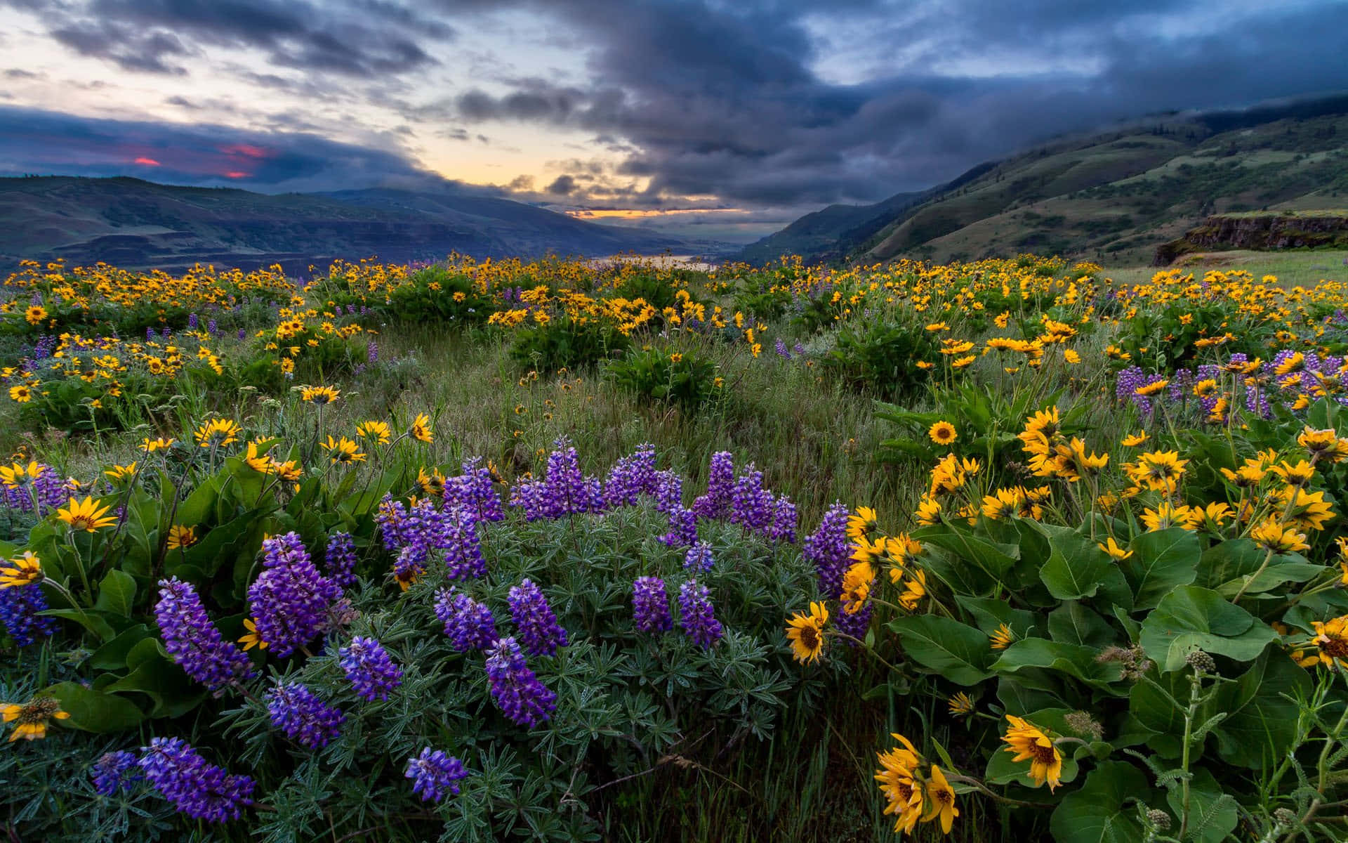 A Serene View Of Pristine Grassland Background
