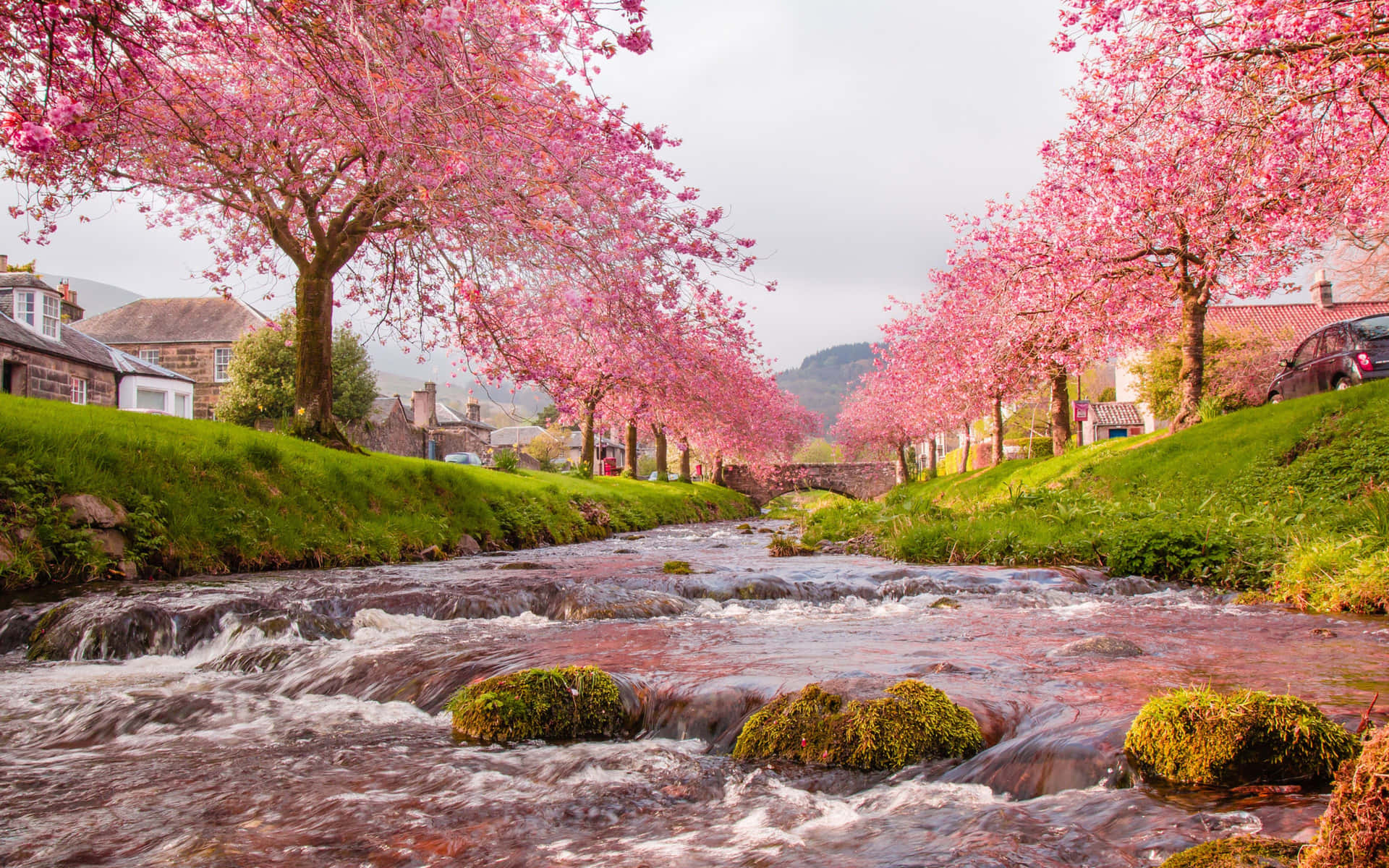 A Serene View Of Sakura Trees In Bloom Background