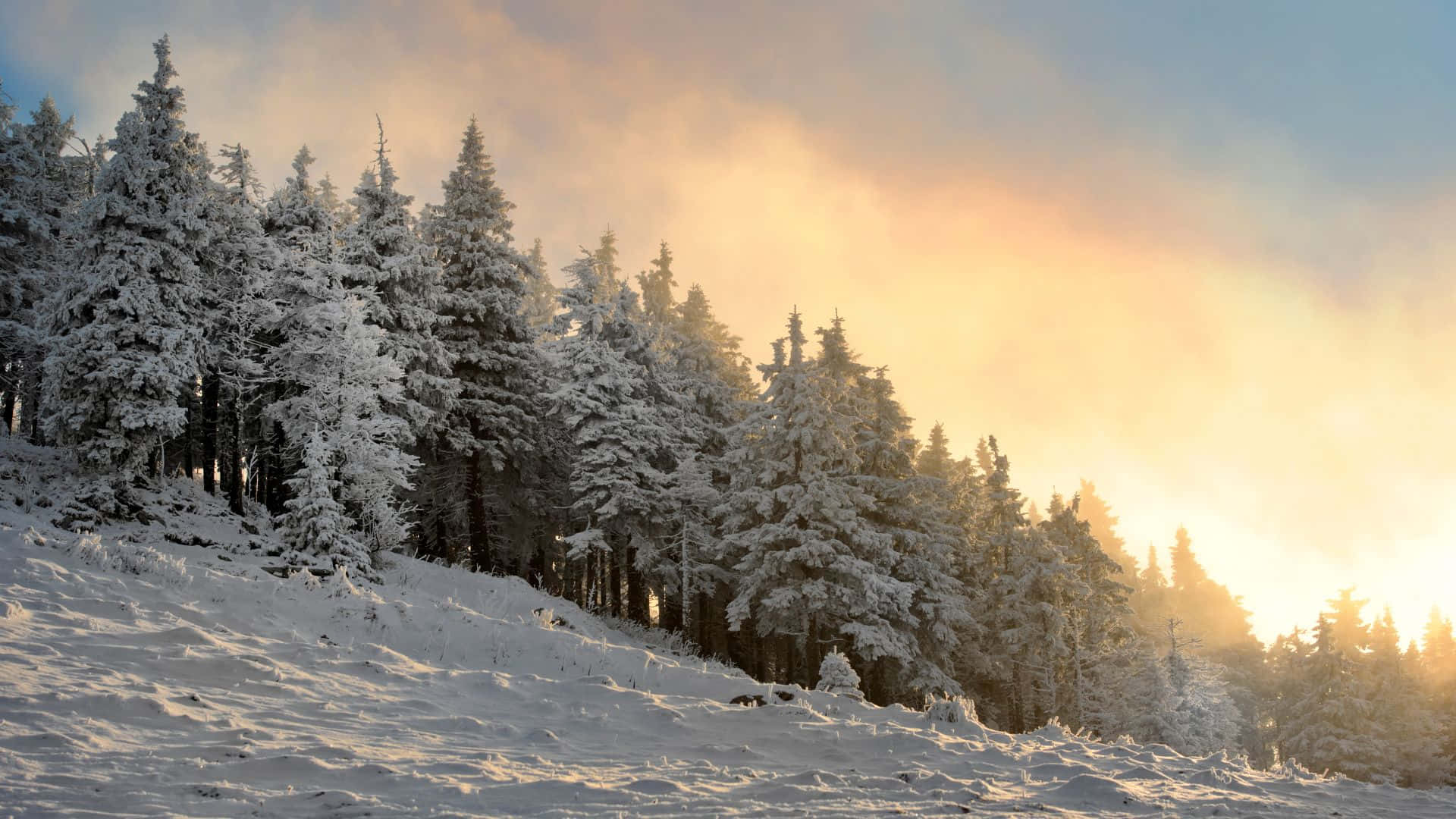 A Serene Winter Day In The Forest Background