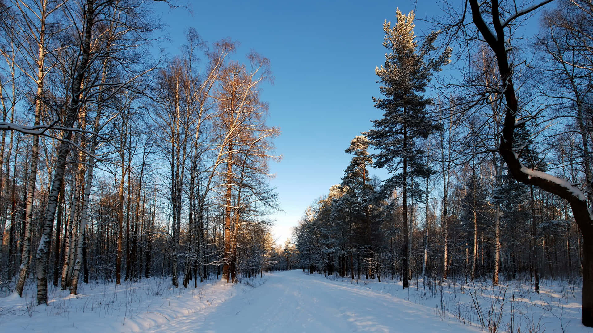 A Serene Winter Landscape Background