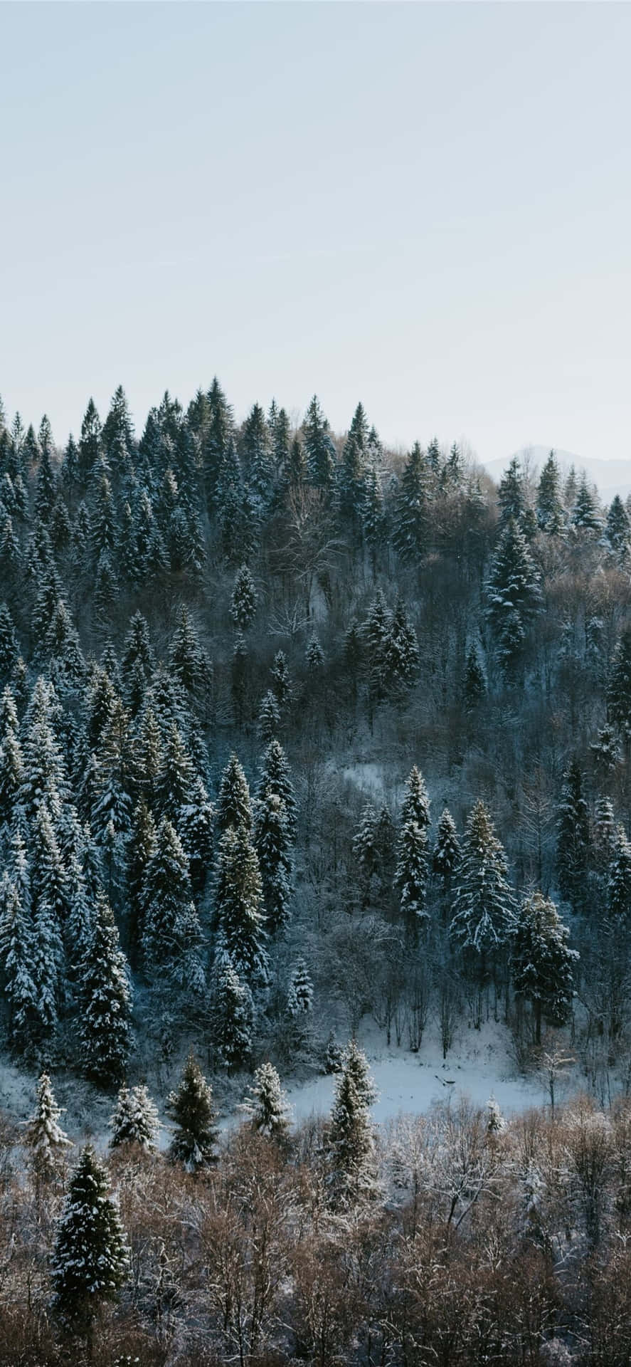A Serene Winter Wonderland Background