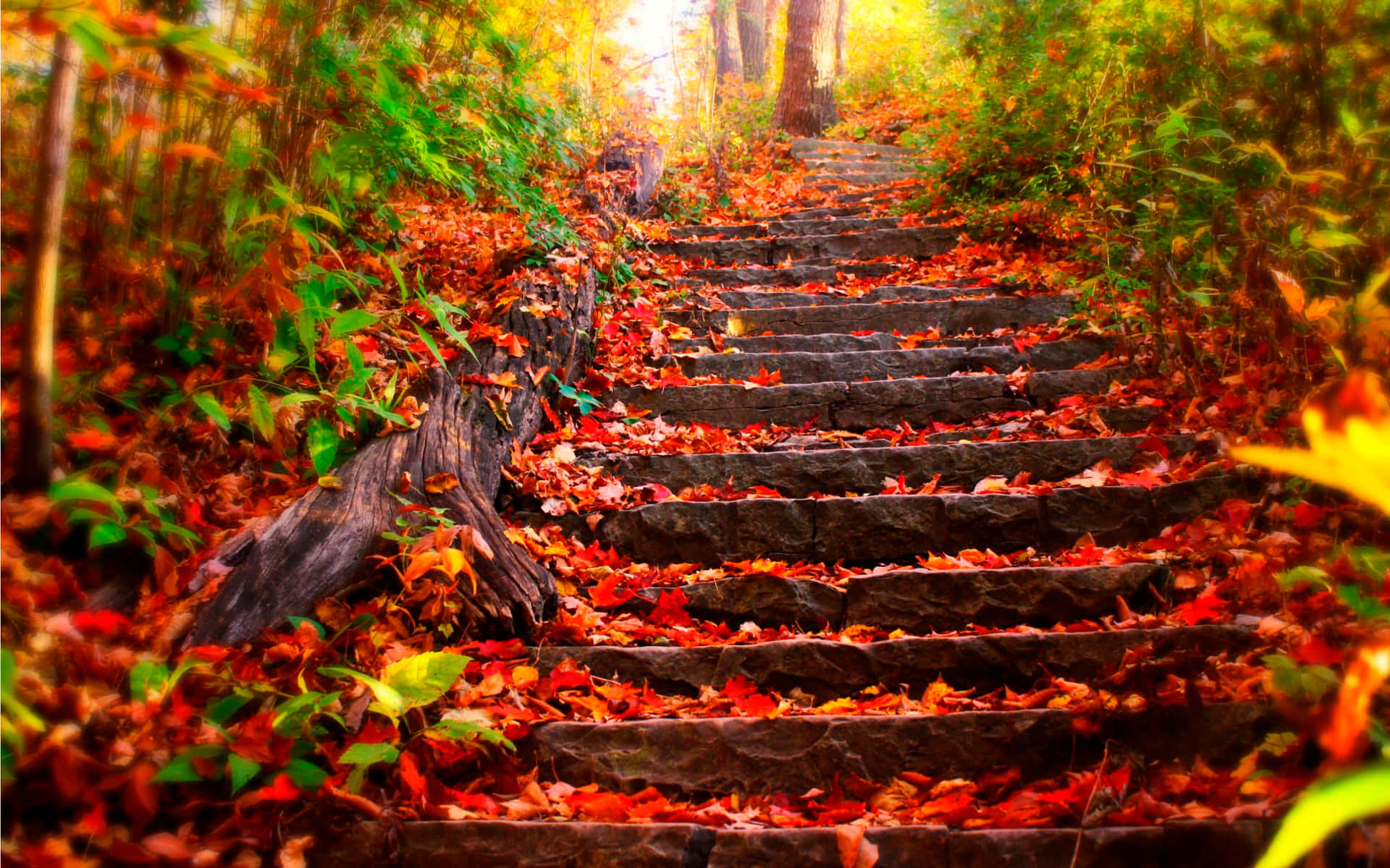 A Set Of Stairs Leading Up To A Forest Background