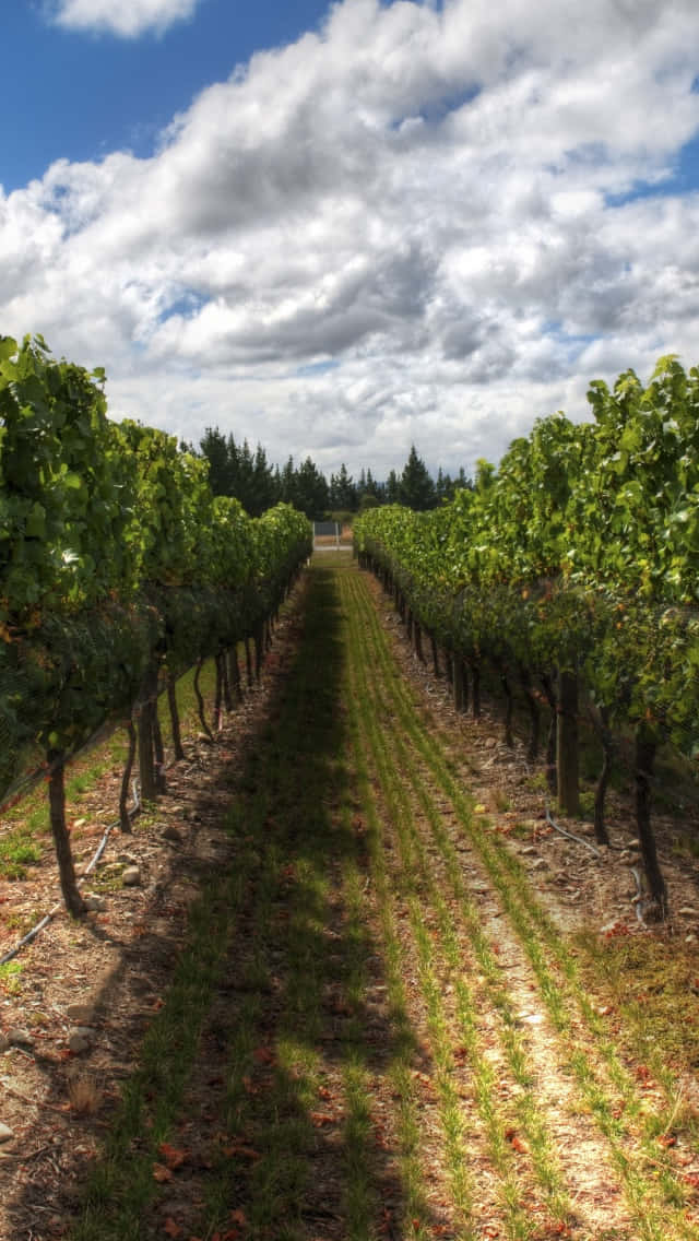 A Shadow In Vineyard Background