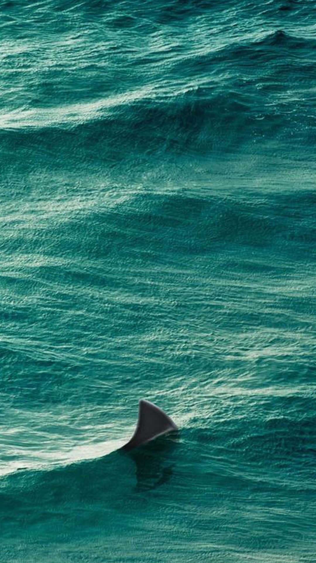 A Shark Is Swimming In The Ocean Background