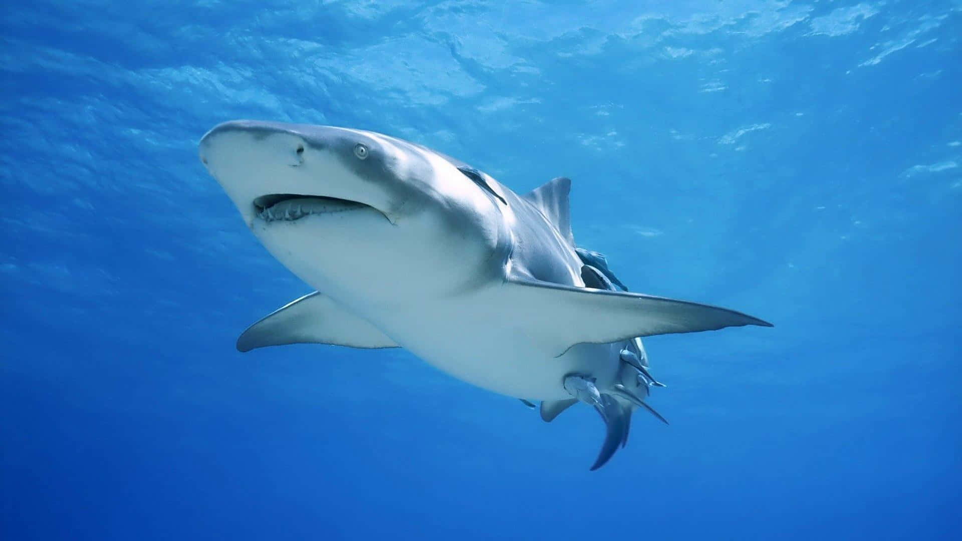 A Shark Swimming In The Blue Ocean Background