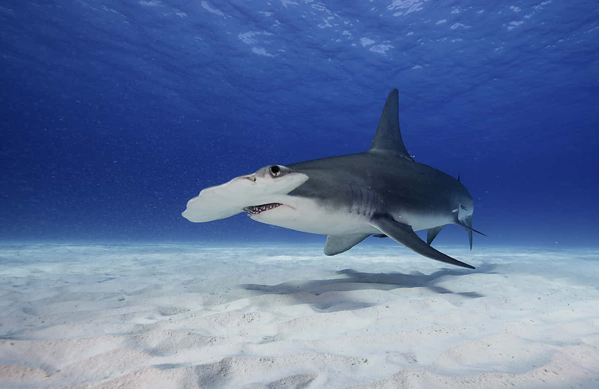 A Shark Swimming In The Ocean Background