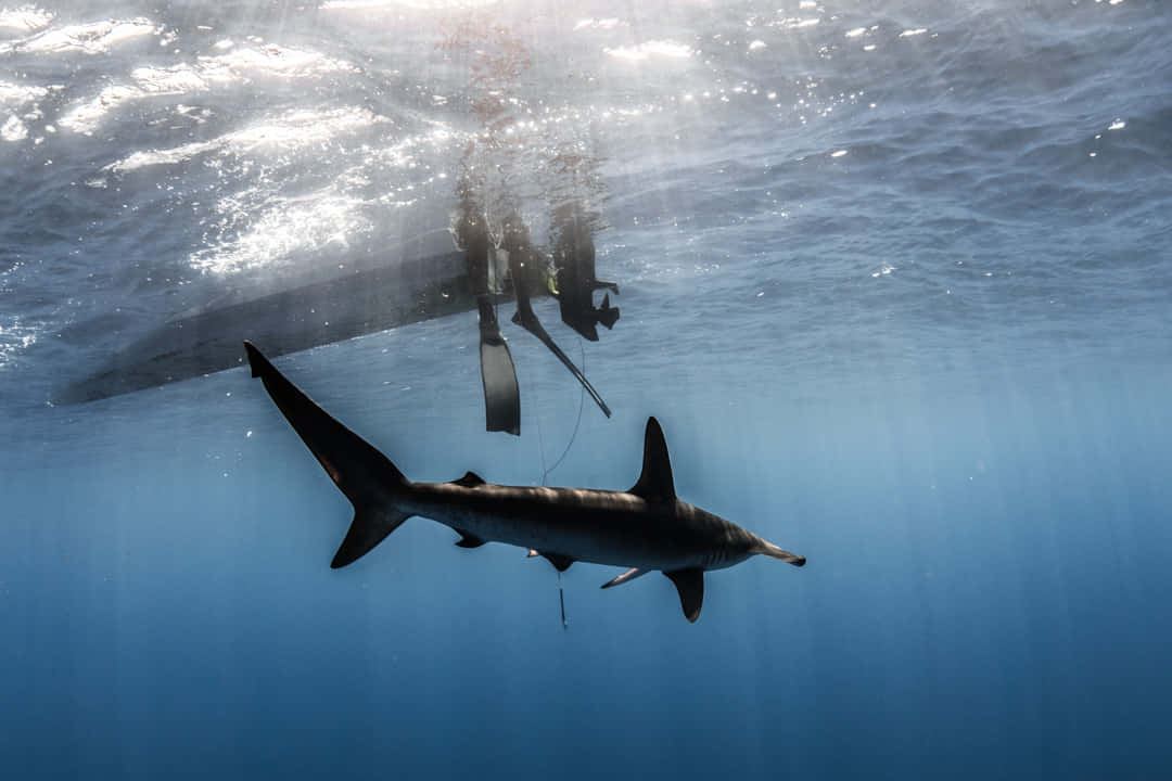 A Shark Swimming In The Ocean With A Boat In The Background Background