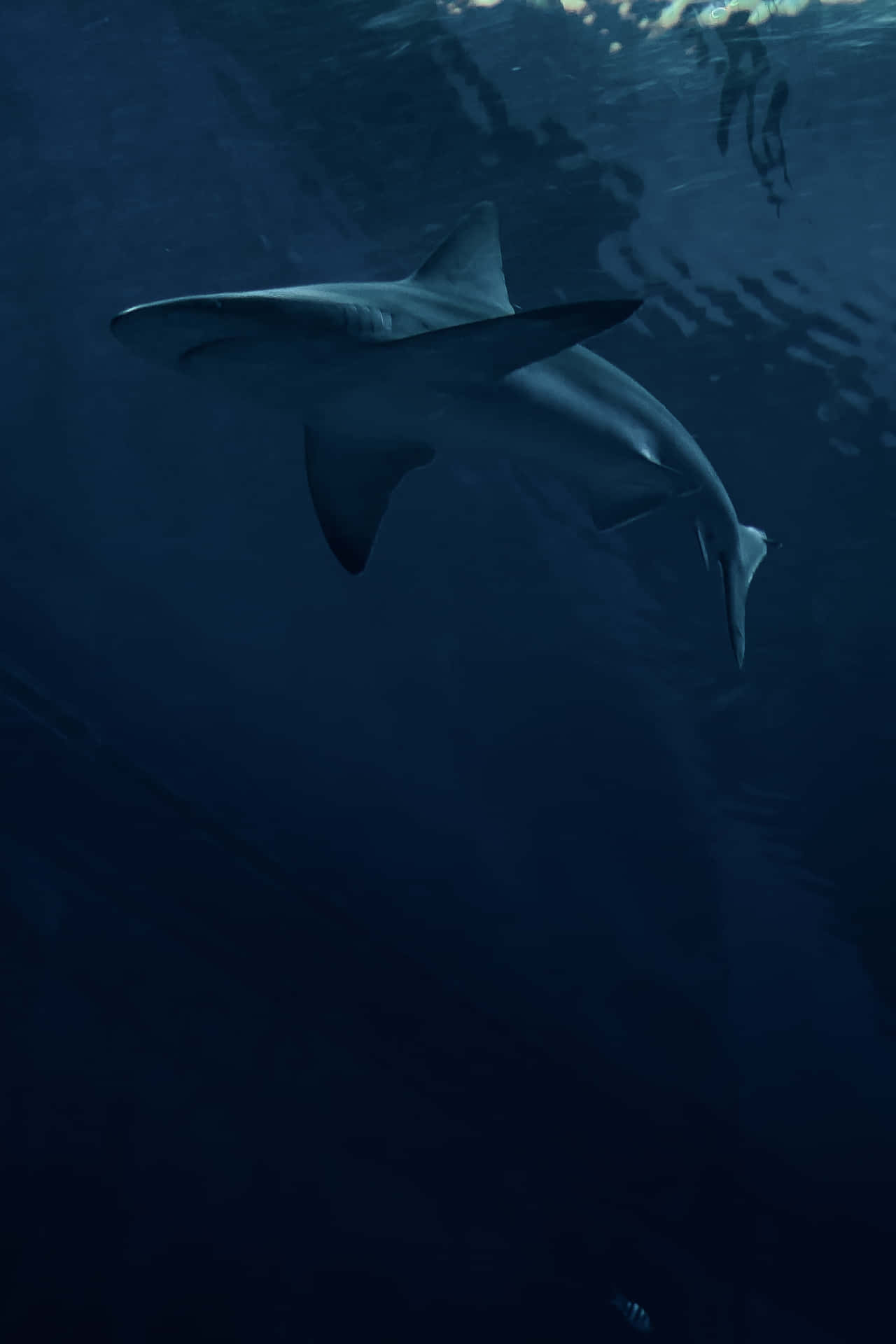 A Shark Swimming In The Water Background