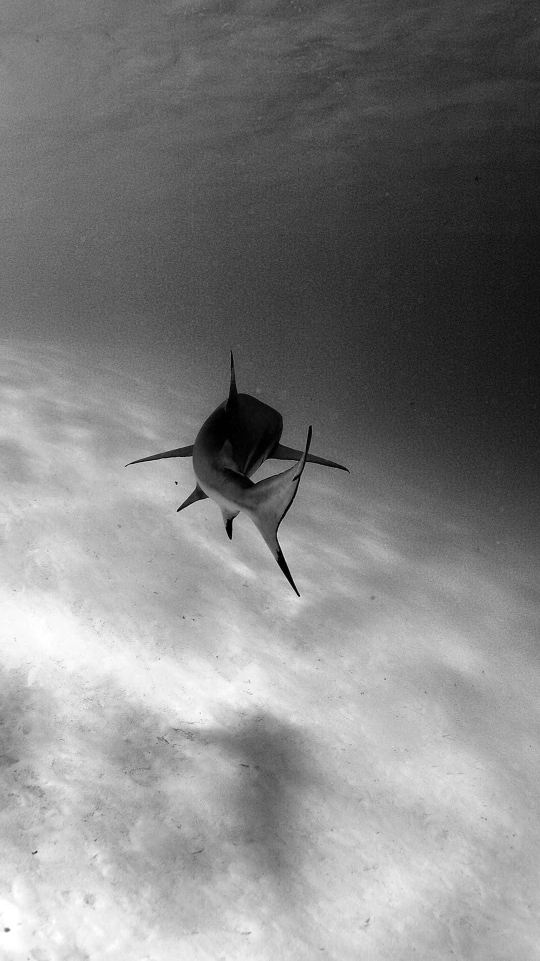 A Shark Swimming In The Water Background