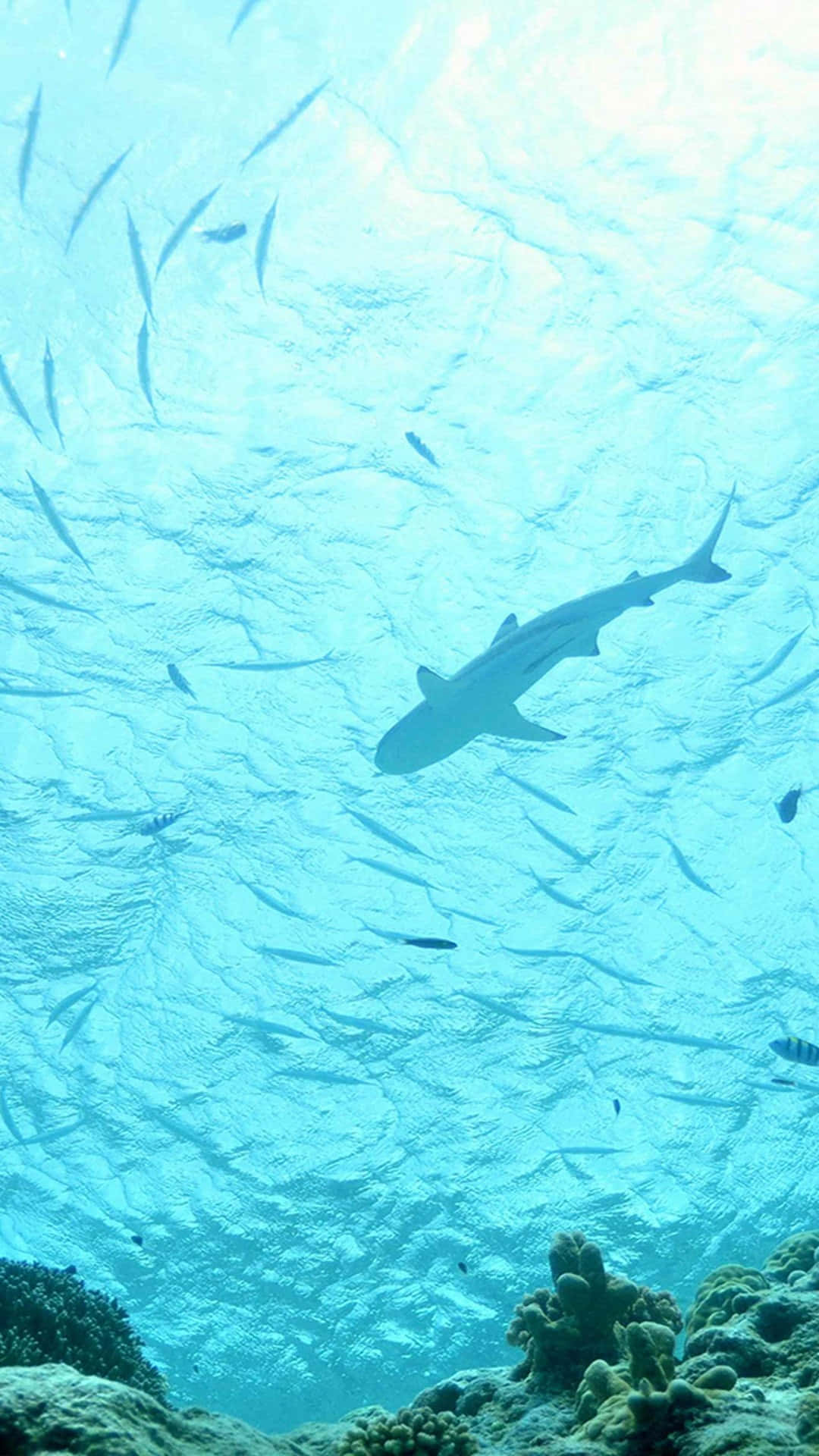 A Shark Swims Under A Coral Reef With Fish Background