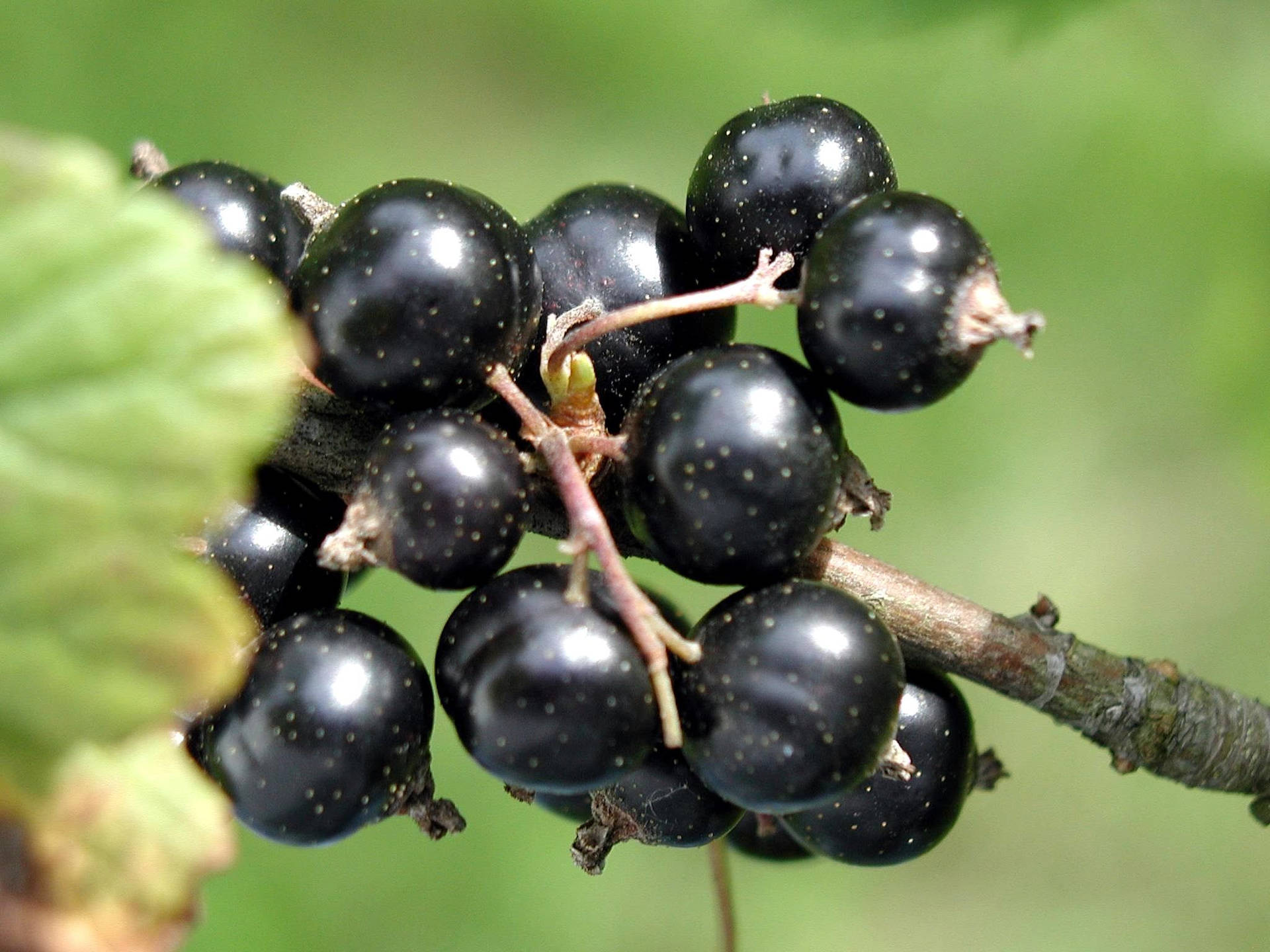 A Shining Blackcurrant Background