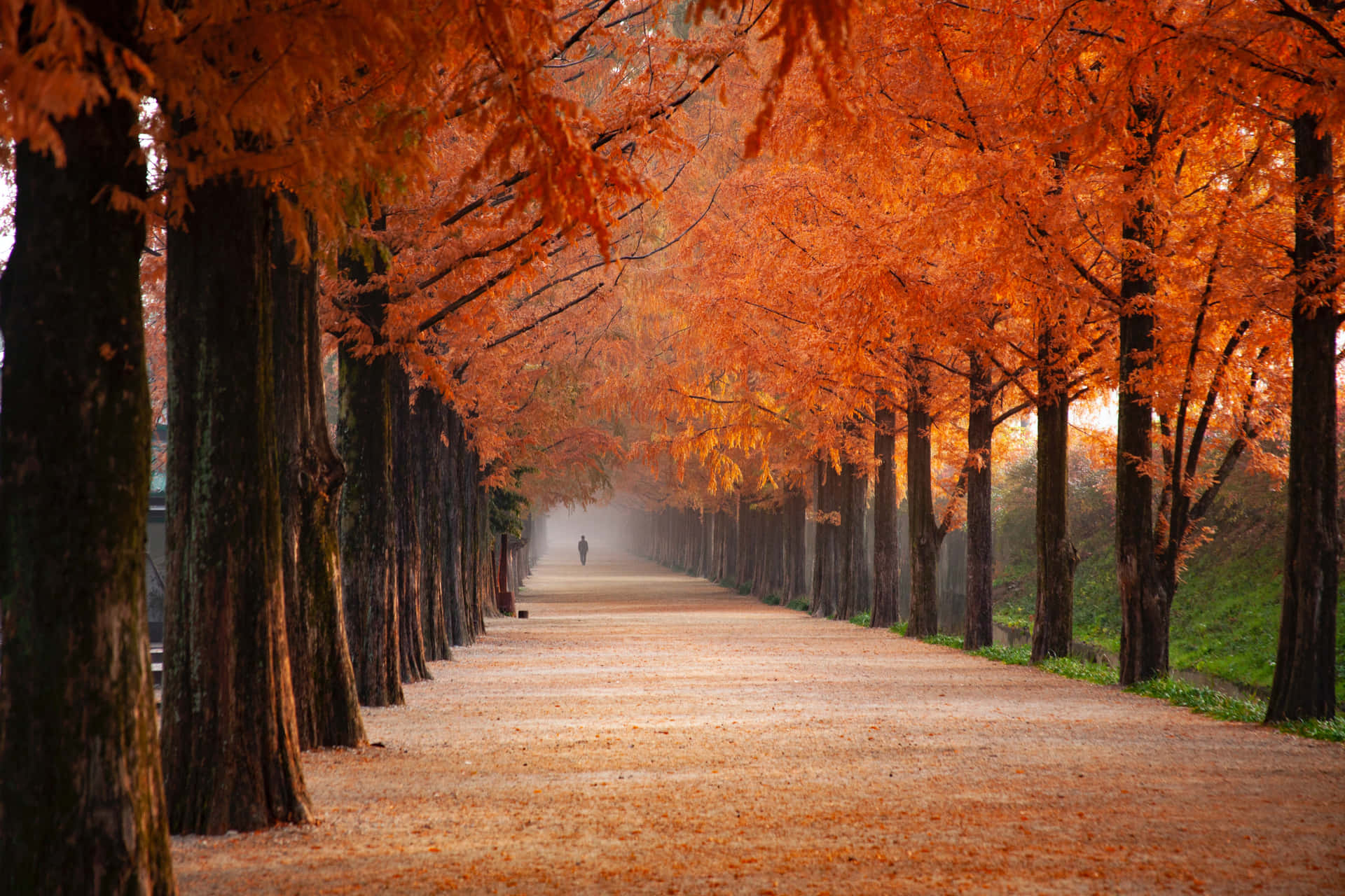 A Sidewalk Lined With Trees Background