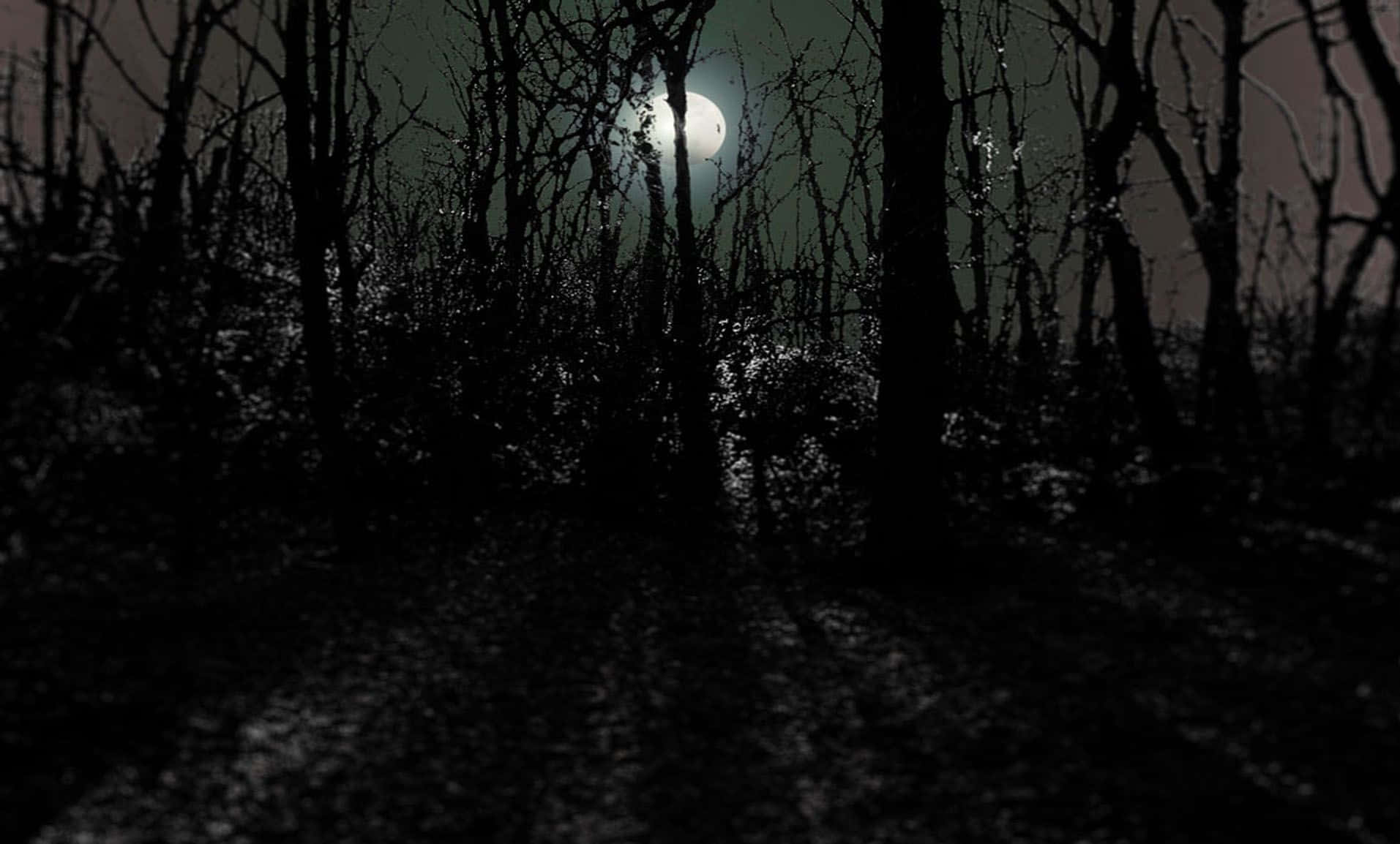 A Silent Night In The Woods Background