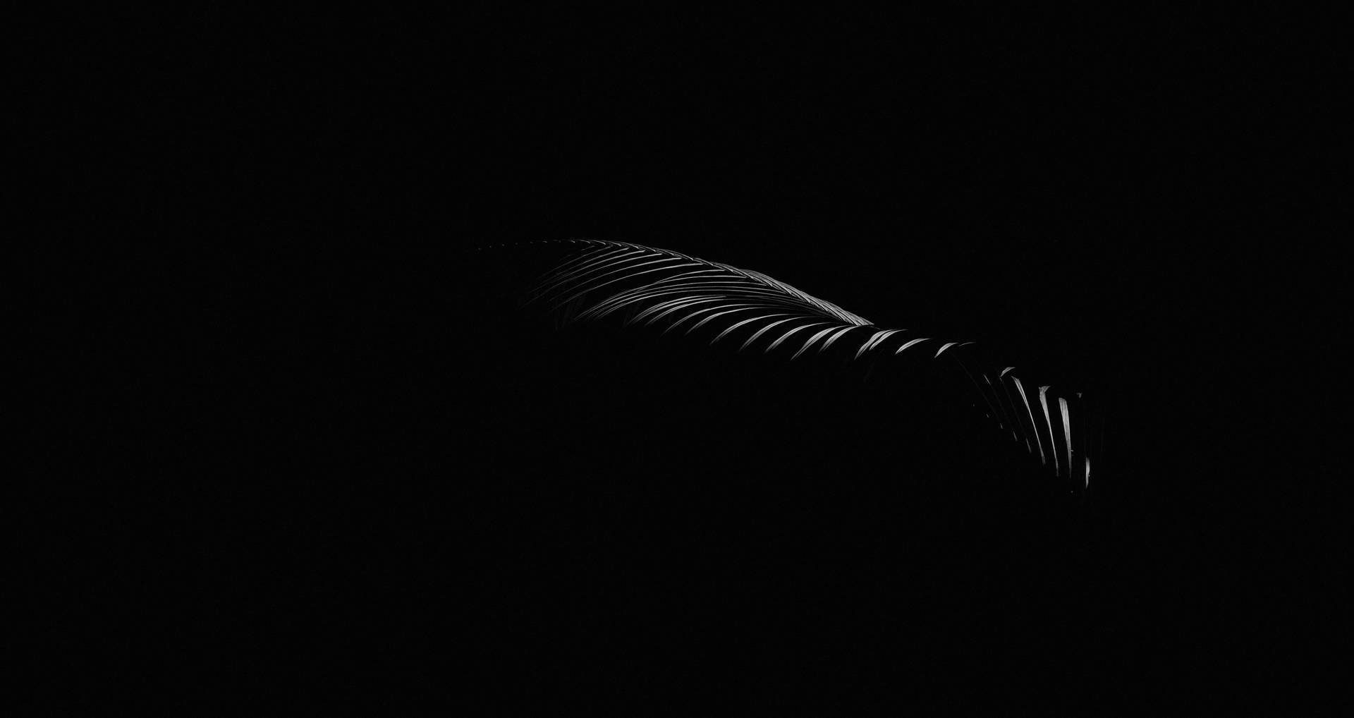 A Silhouette Of A Leaf On A Black Background Background