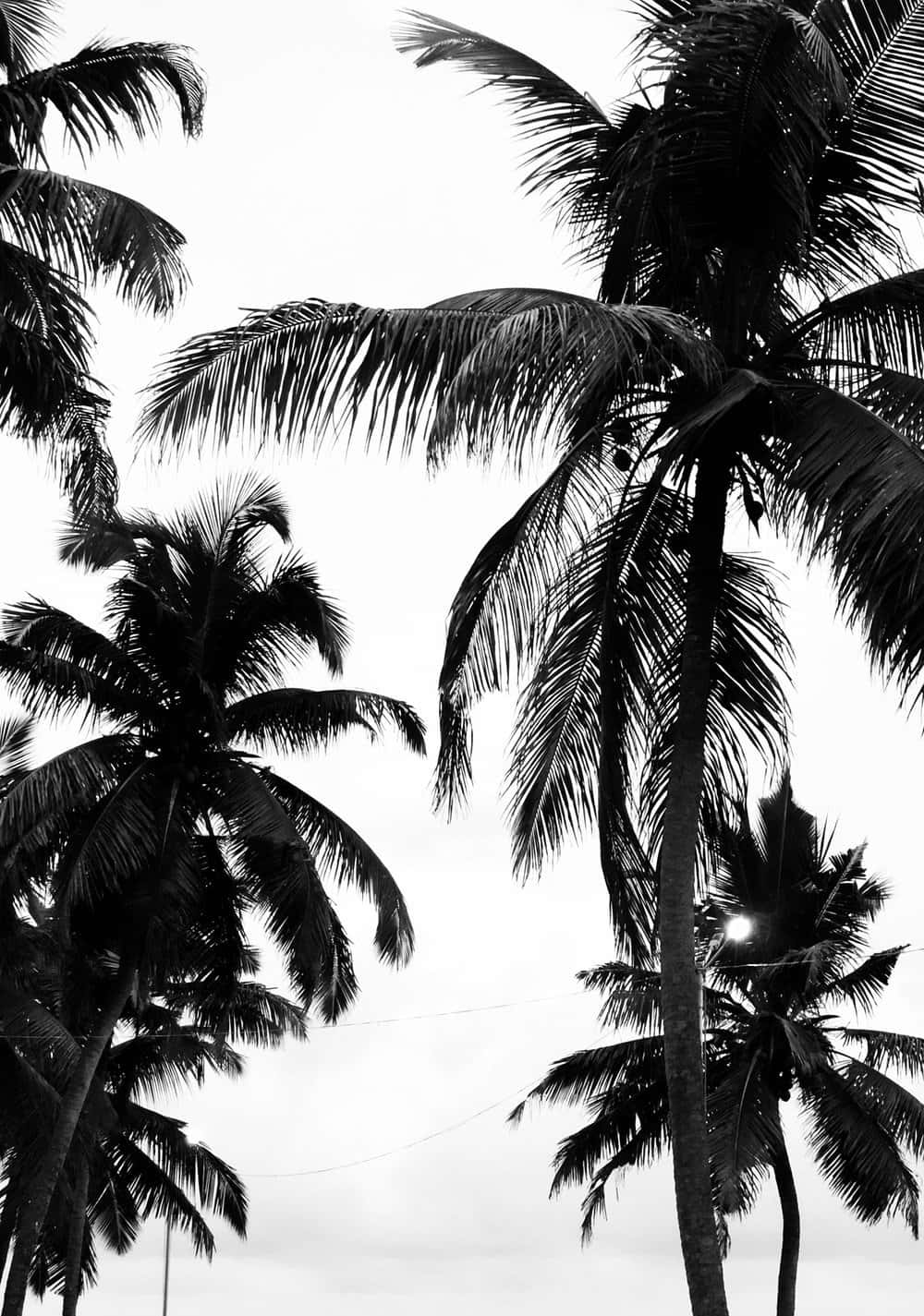 A Silhouette Of A Palm Tree Against A Black And White Sunrise Background