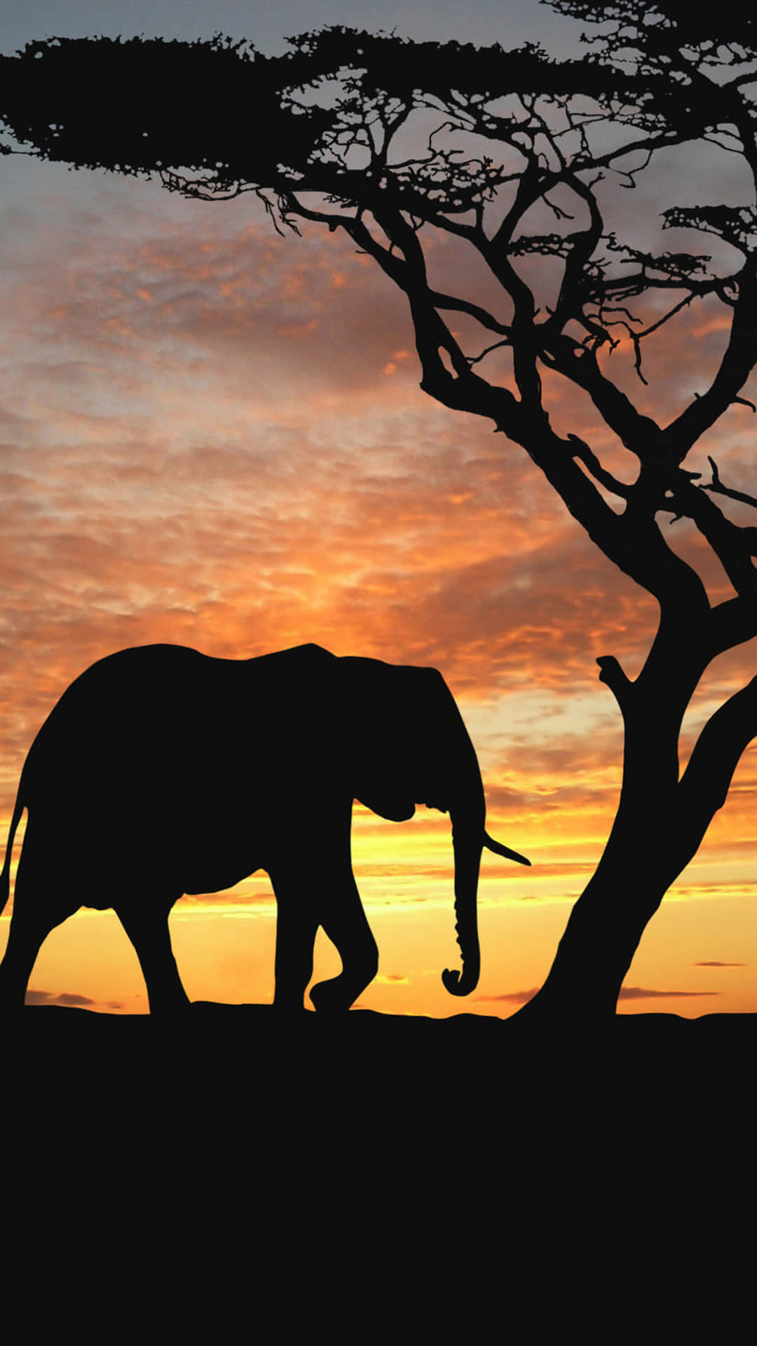 A Silhouette Of An Elephant Background