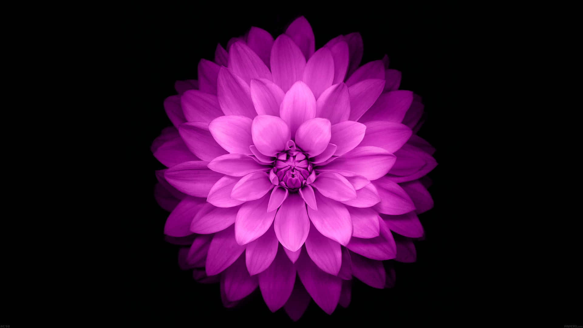 A Simple Flower Rests Amongst A Field Of White Background