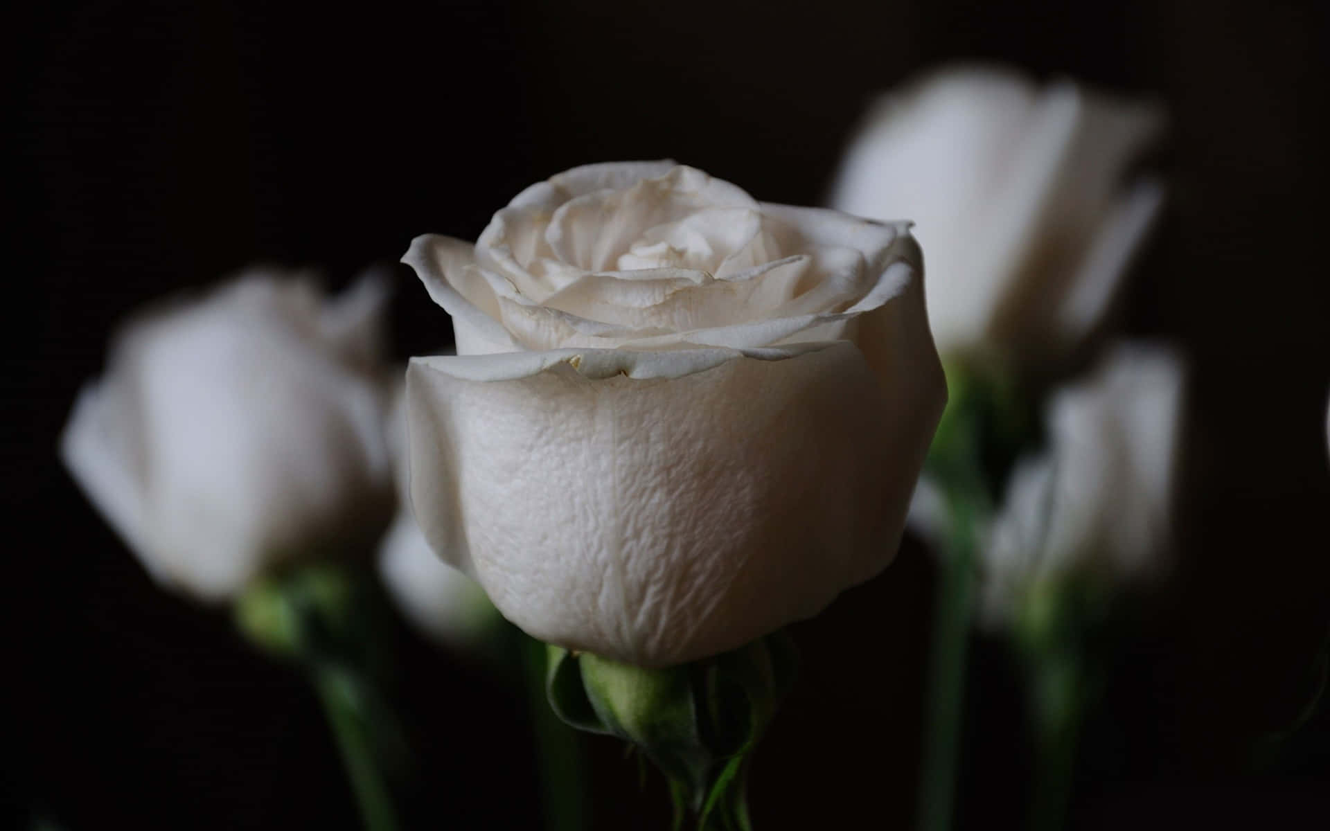 A Simple Yet Beautiful White Rose Against A Light Blue Background