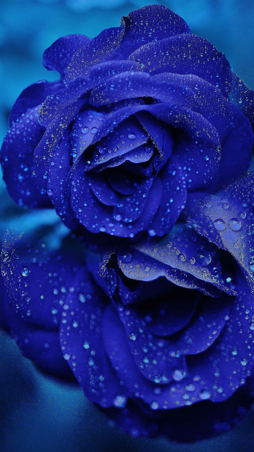 A Single Beautiful Blue Rose