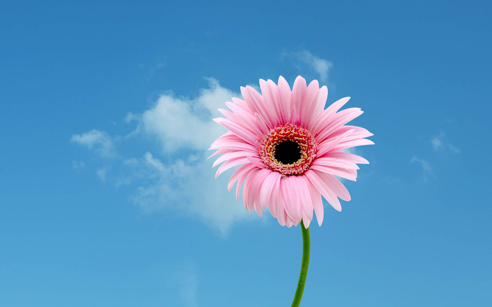 A Single Daisy Flower Background