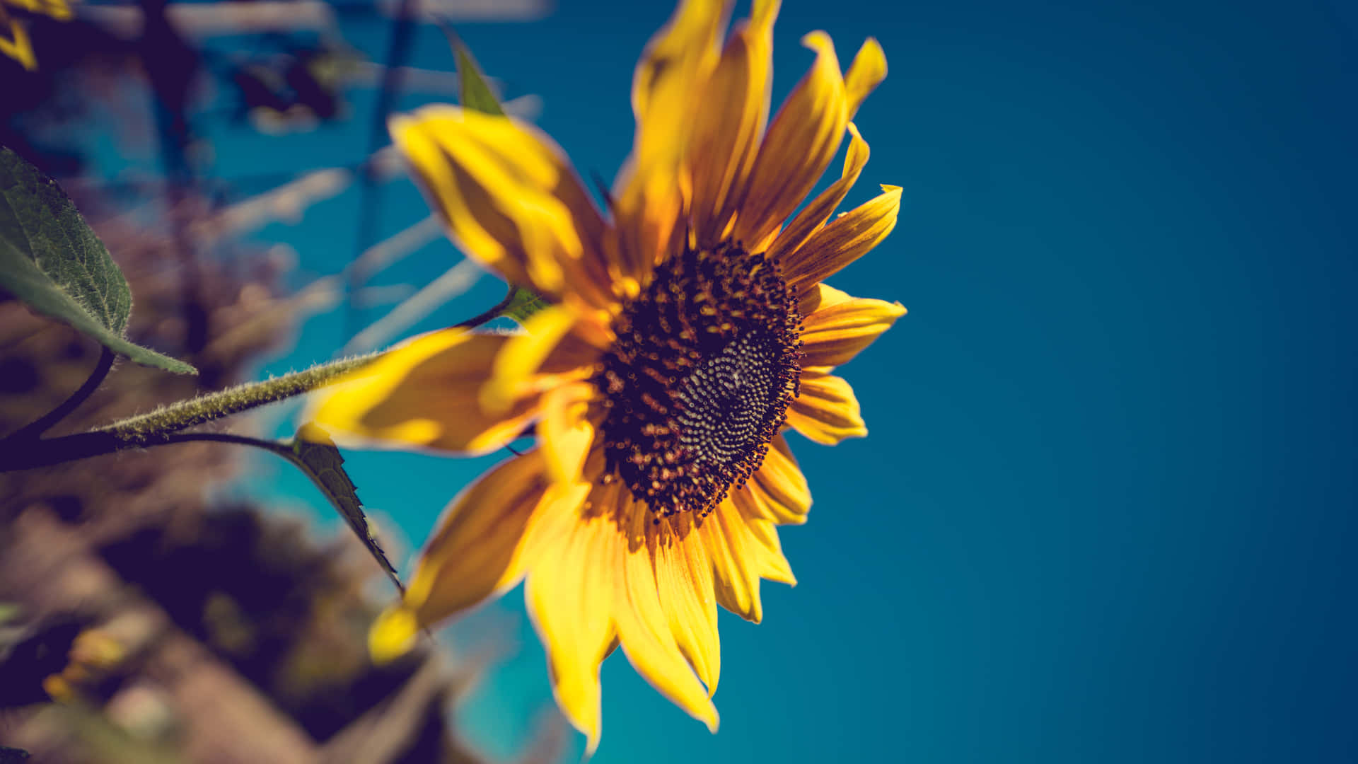 A Single Dark Sunflower Blooming Amidst The Tall Grass. Background
