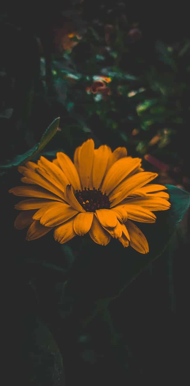 A Single Dark Sunflower, Standing Tall Against A Bright Sunny Day. Background