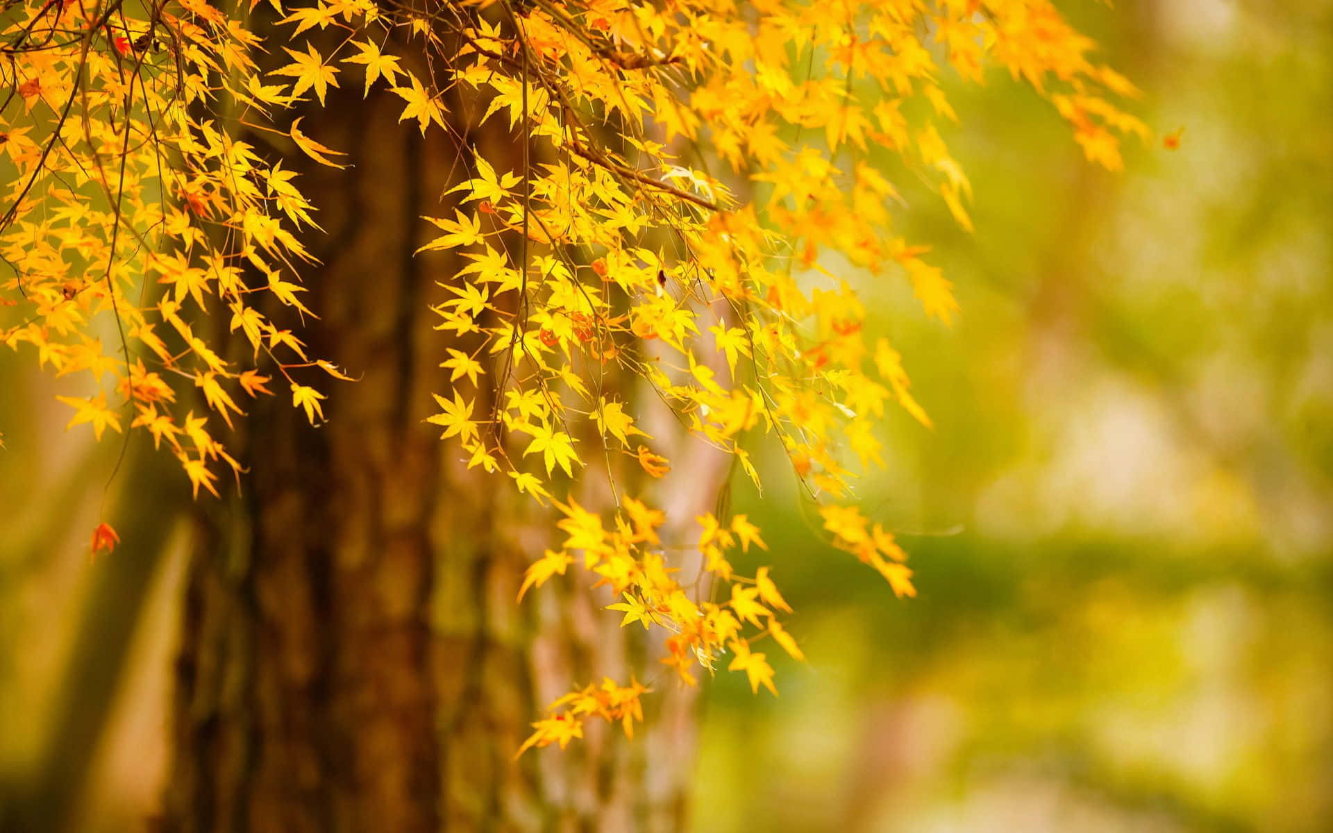 A Single Leaf Perched On A Tree Branch Showing The Vibrant Colors Of Autumn