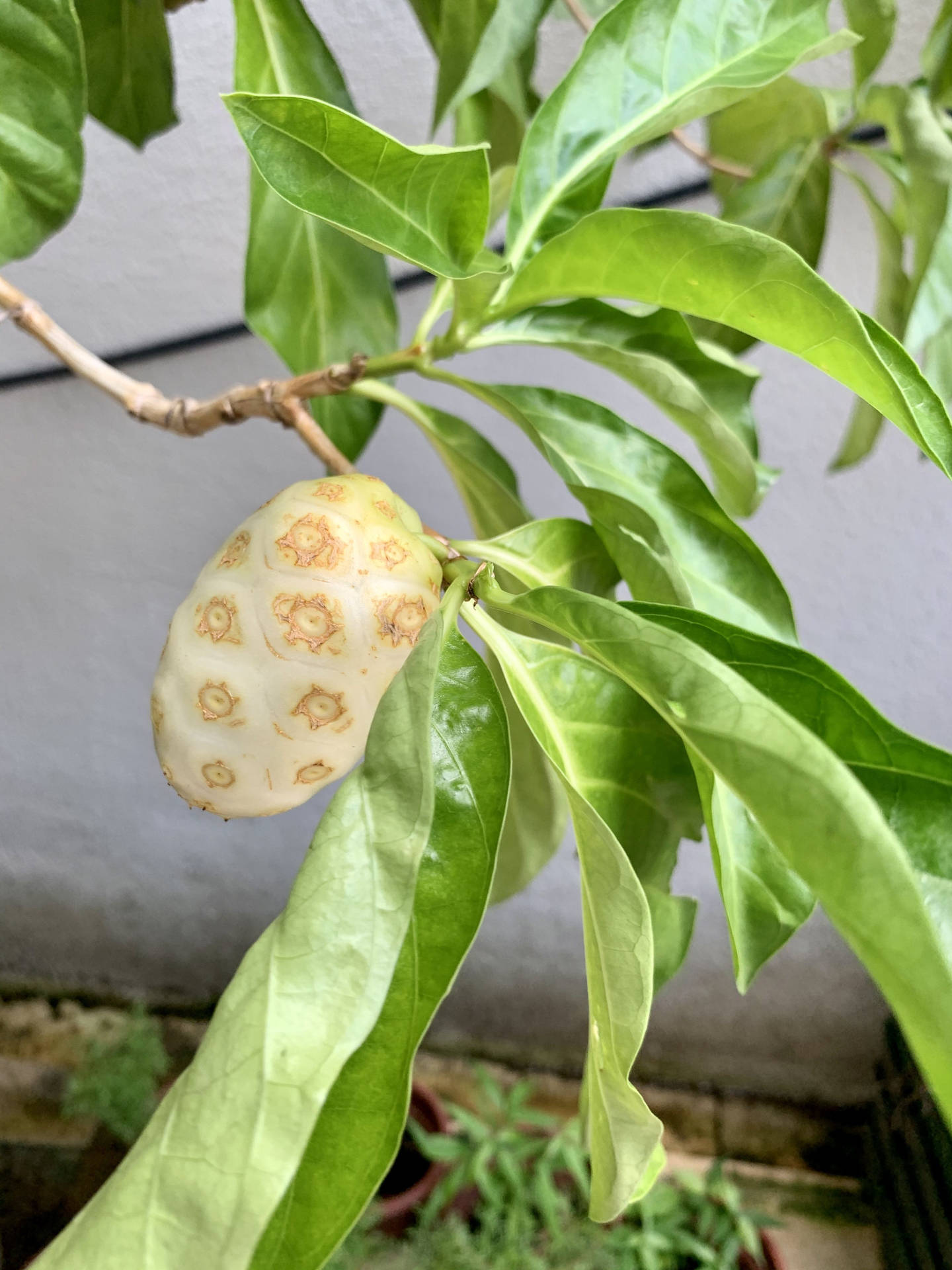 A Single Noni Fruit