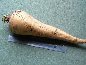 A Single Parsnip Root Fresh From The Garden. Background