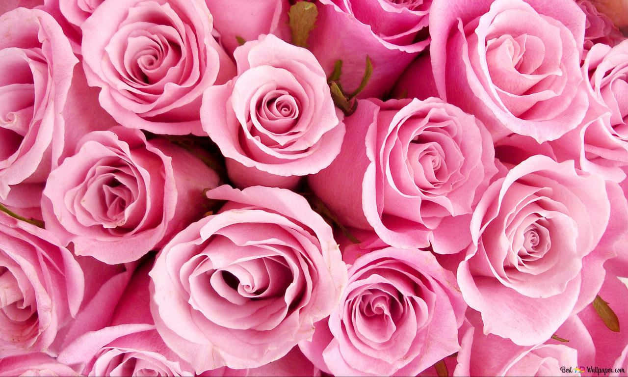 A Single Pink Rose Background