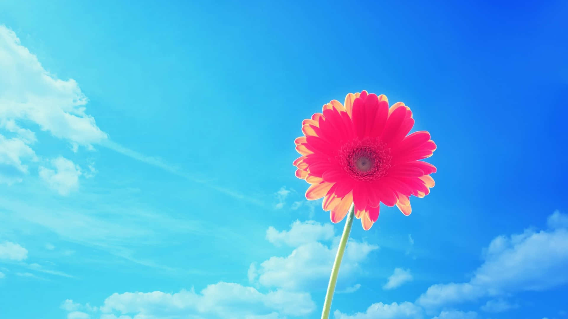A Single Red Flower Is Standing In The Blue Sky Background