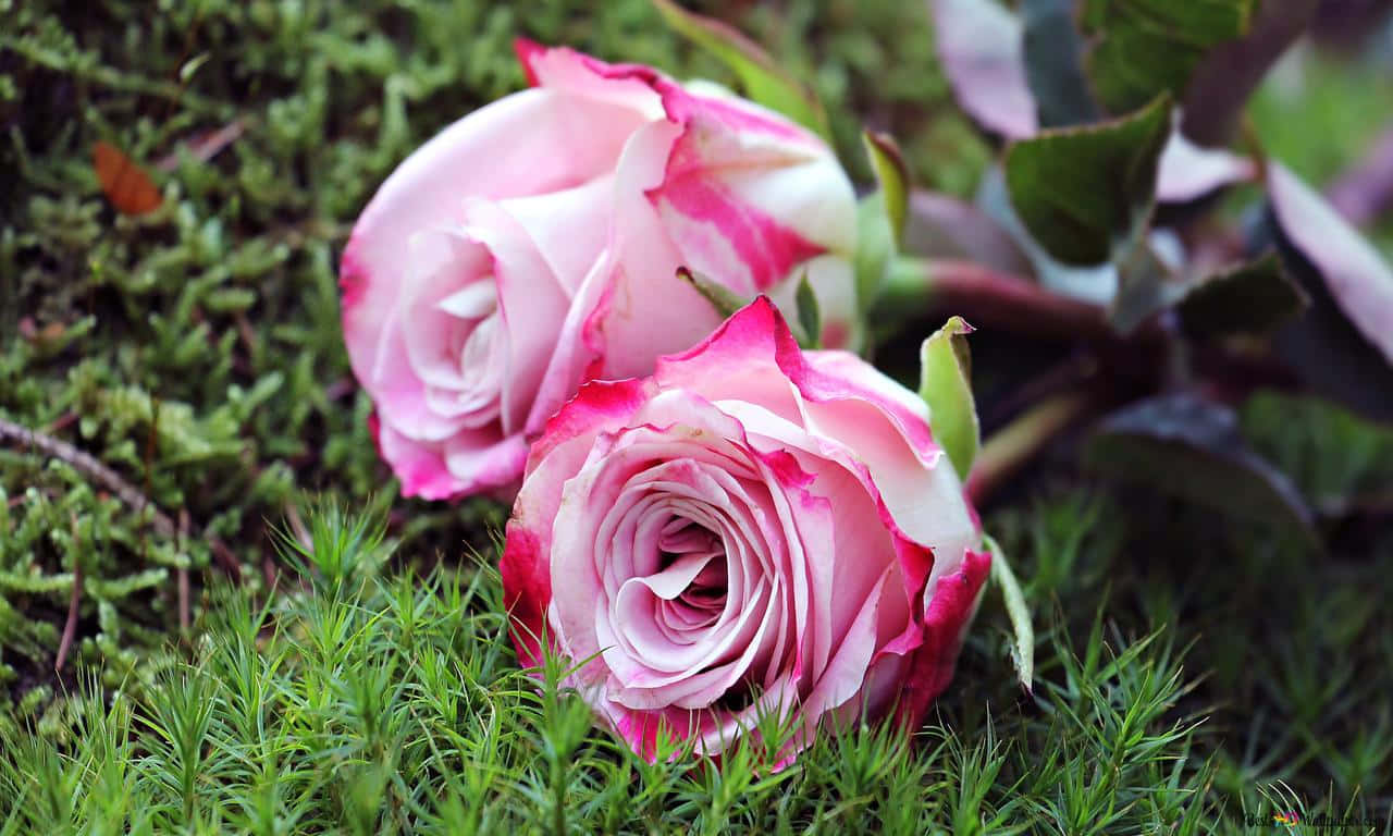 A Single Red Rose In Full Bloom Background