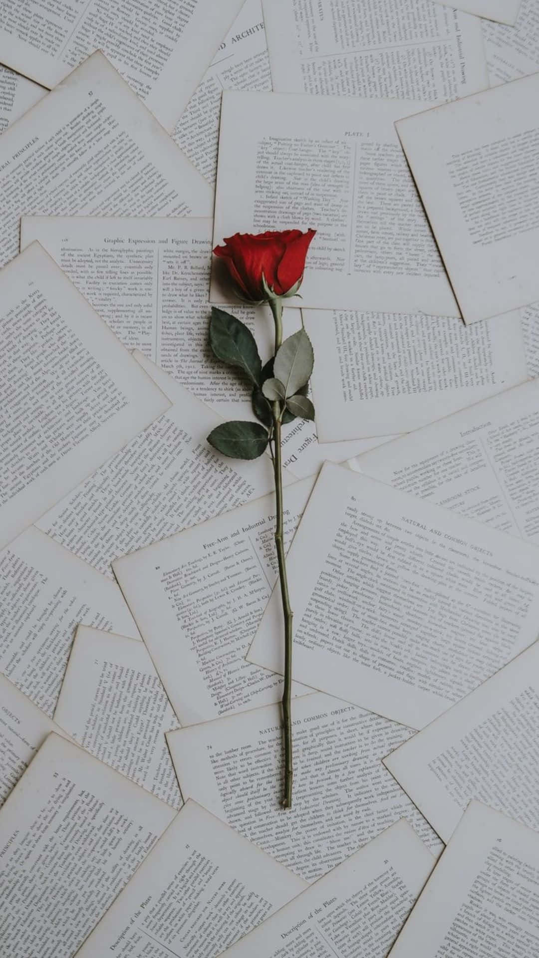 A Single Red Rose On A Pile Of Books Background
