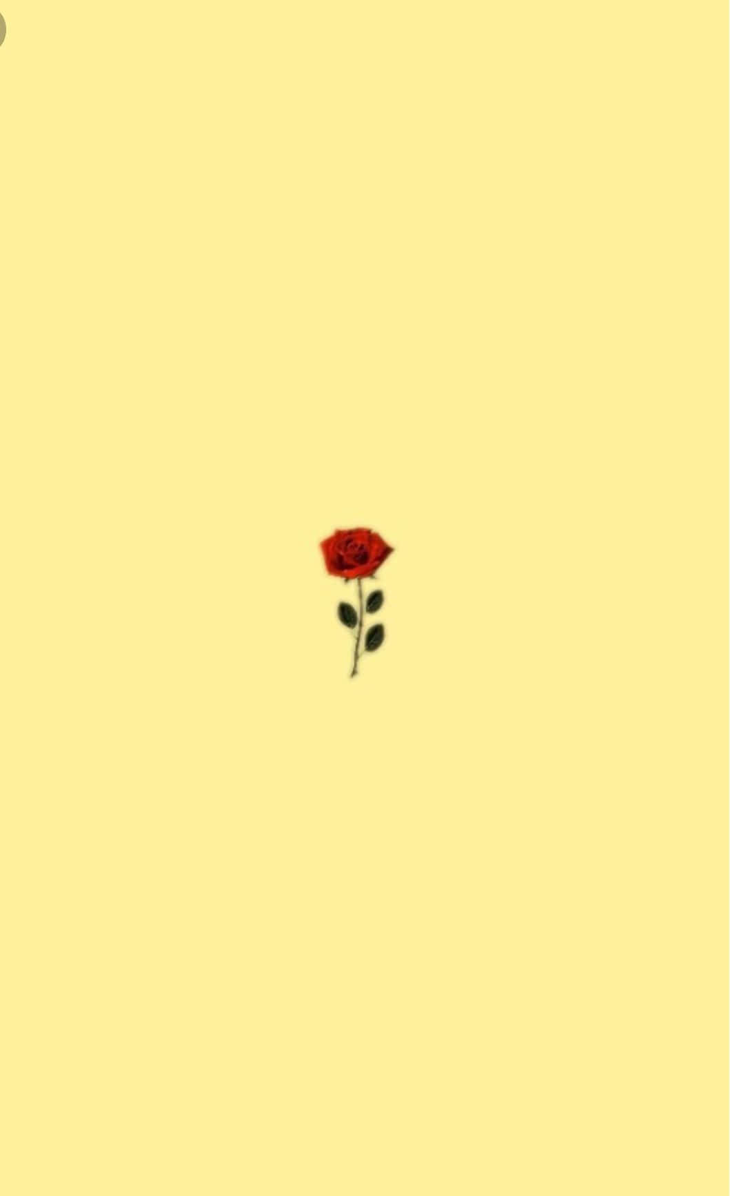 A Single Red Rose On A Yellow Background Background