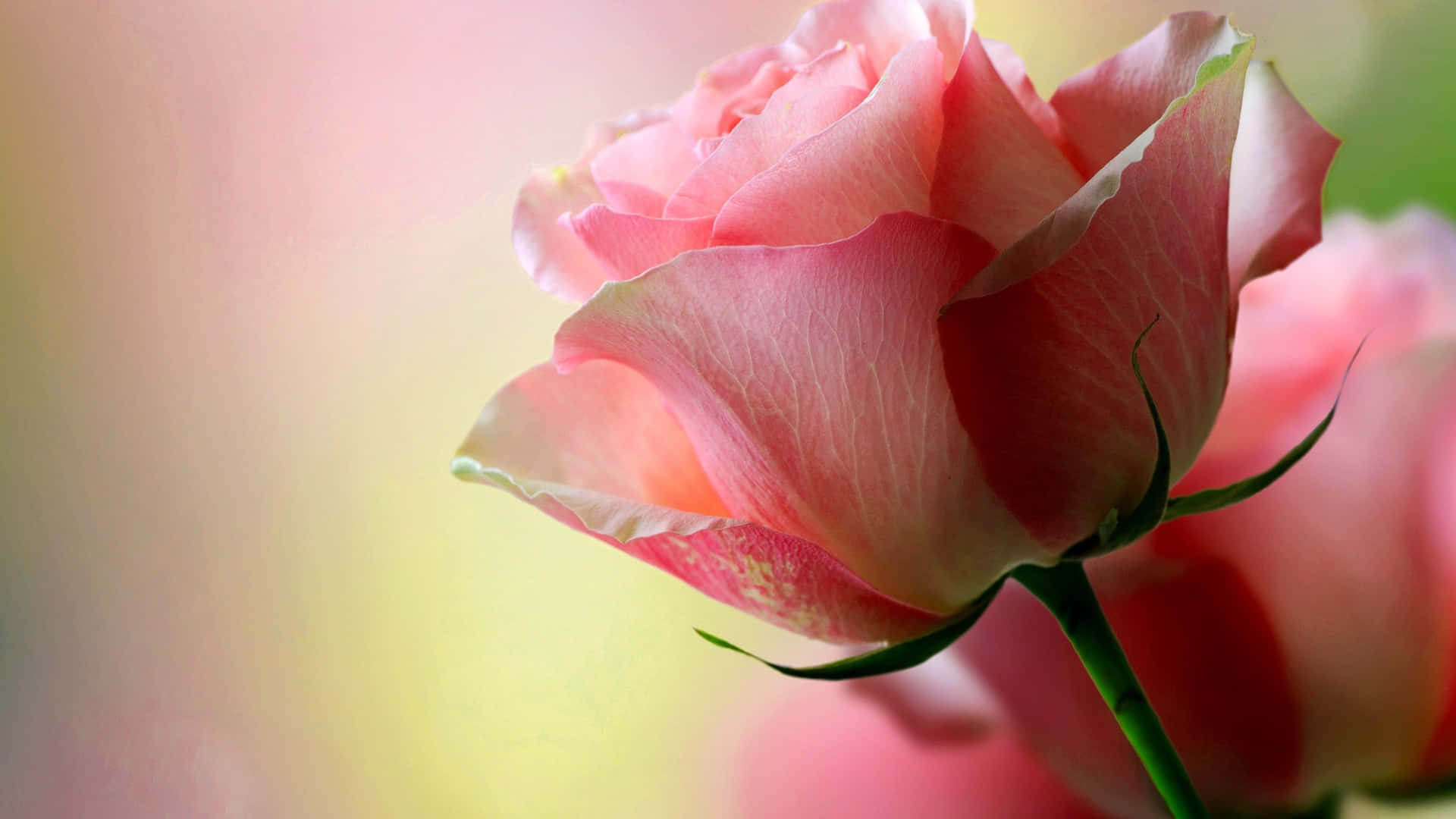 A Single Red Rose Surrounded By Soft Light. Background