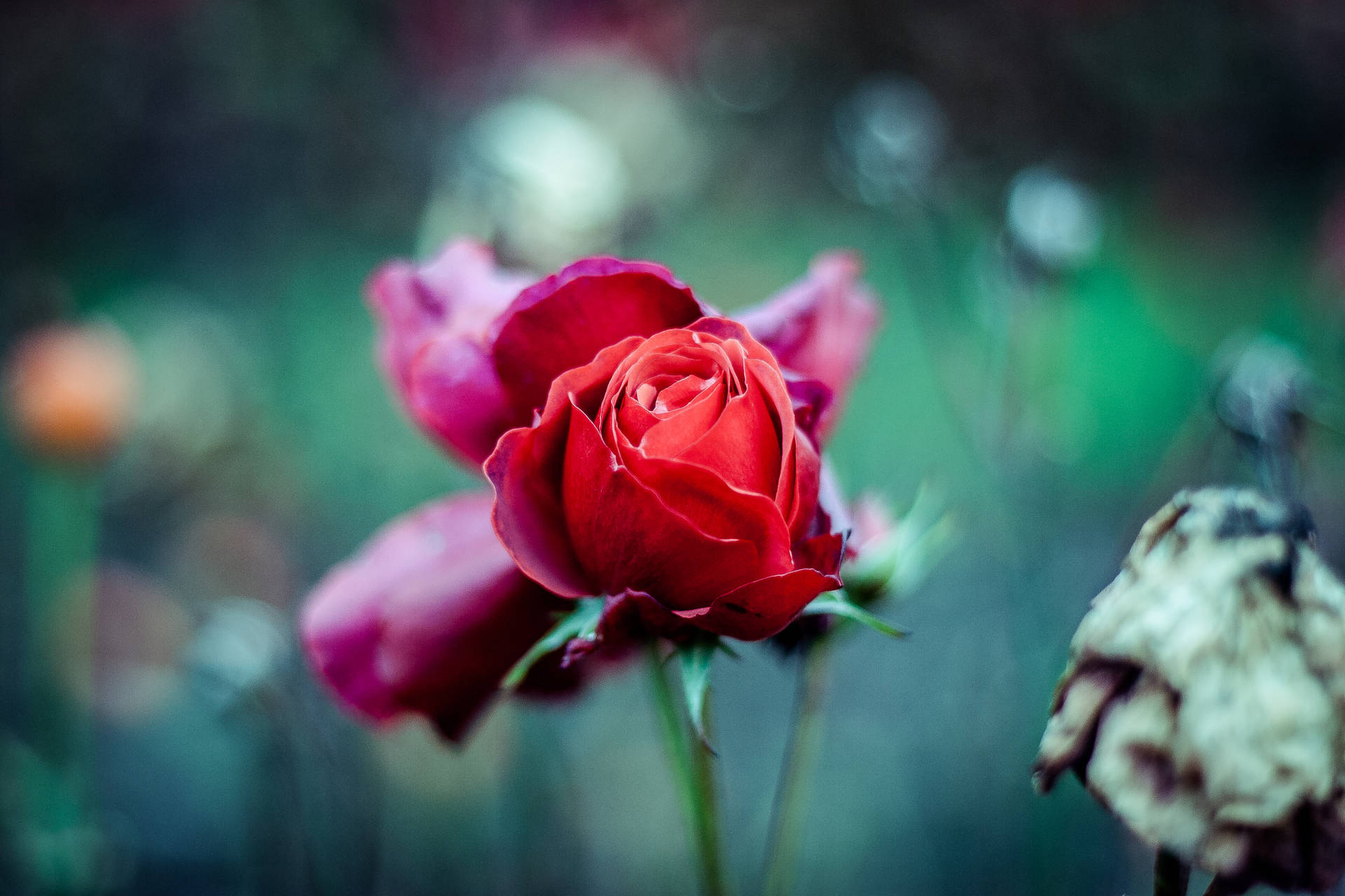 A Single Red Rose With Green Foliage Background