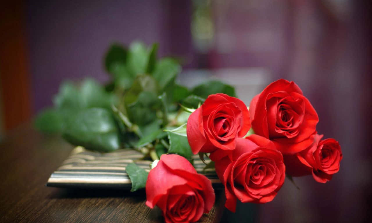 A Single Rose Against A Black Background. Background