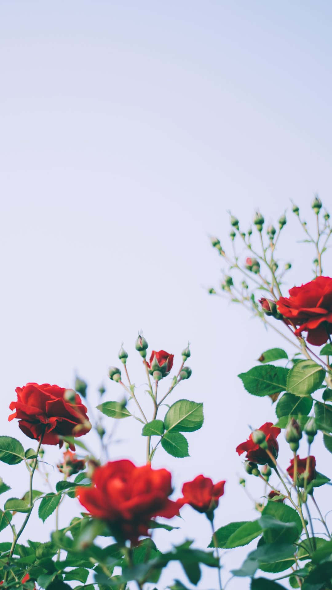 A Single Rose Blooming For An Unforgettable Moment Background