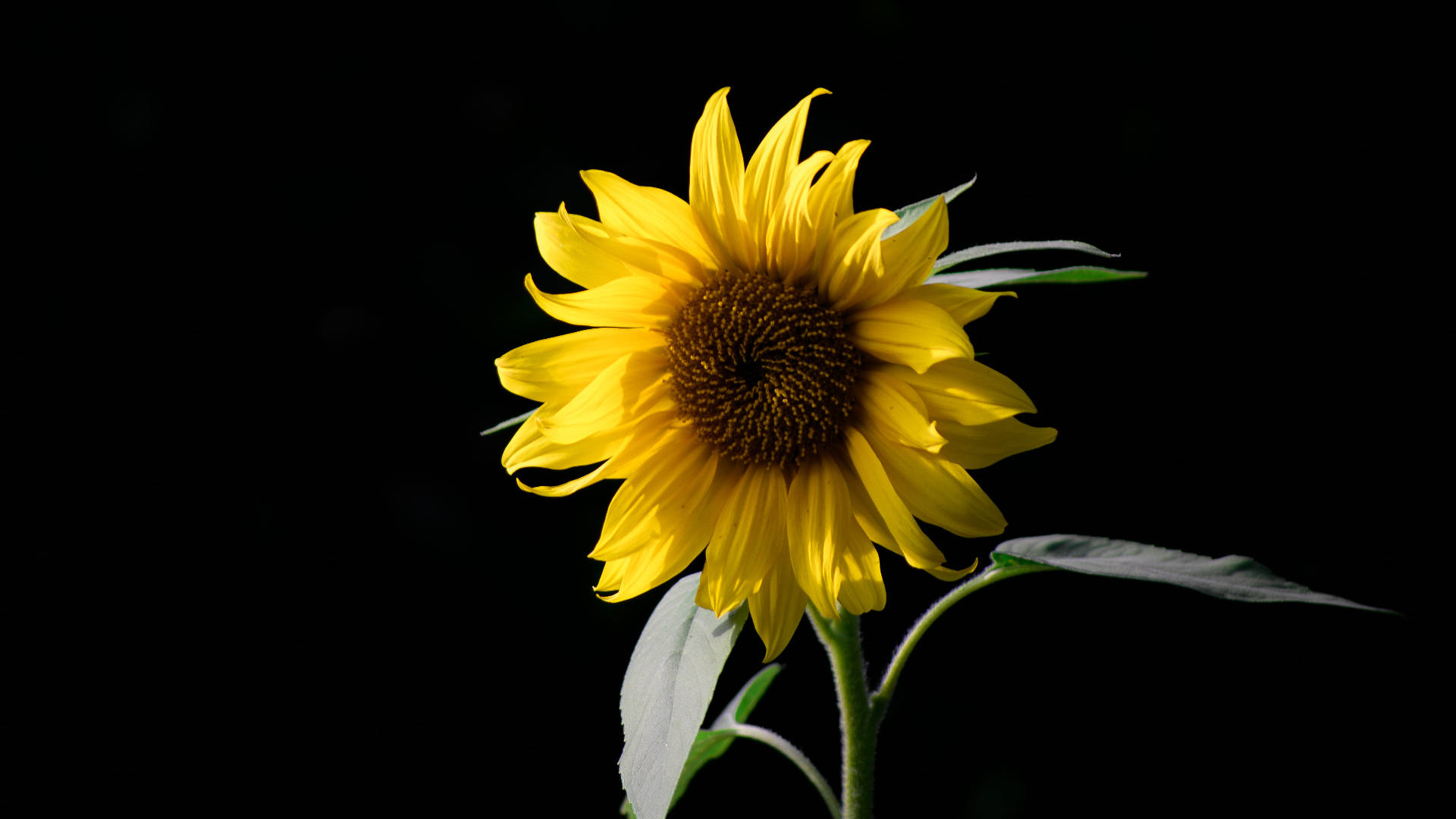 A Single Sunflower Majestically Positioned Beside A Laptop