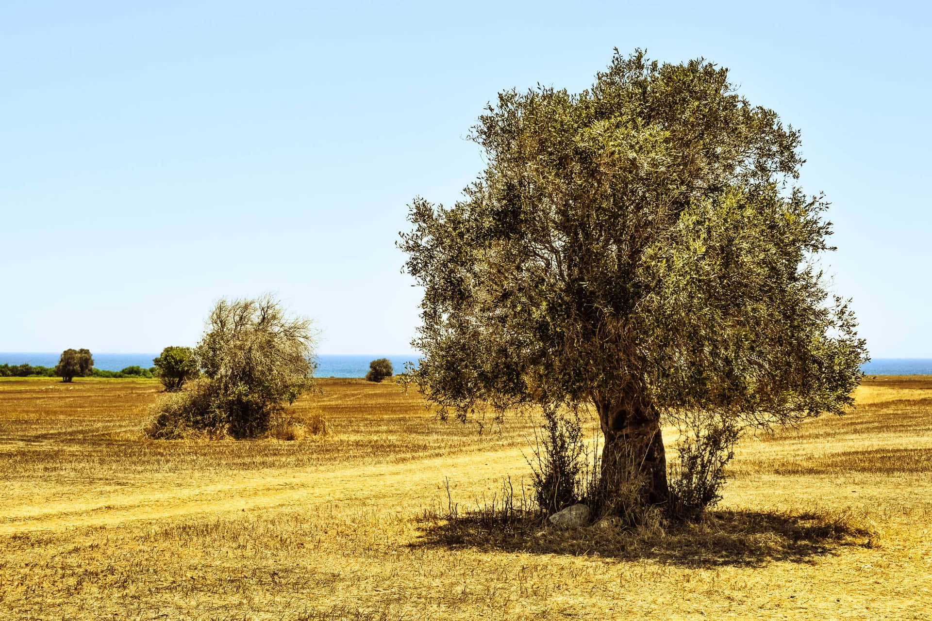 A Single Tree In A Field Background